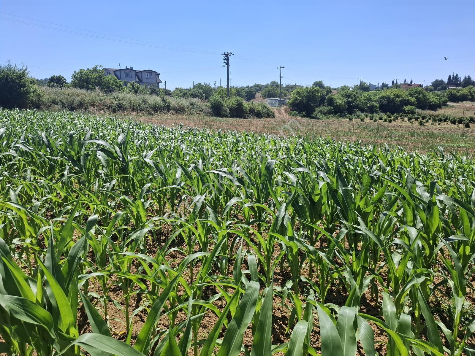 Asfalt Kenarında Mükemmel Bir Konum ! Sarıbeylide 6.063 M2 Tarla - Görsel 3