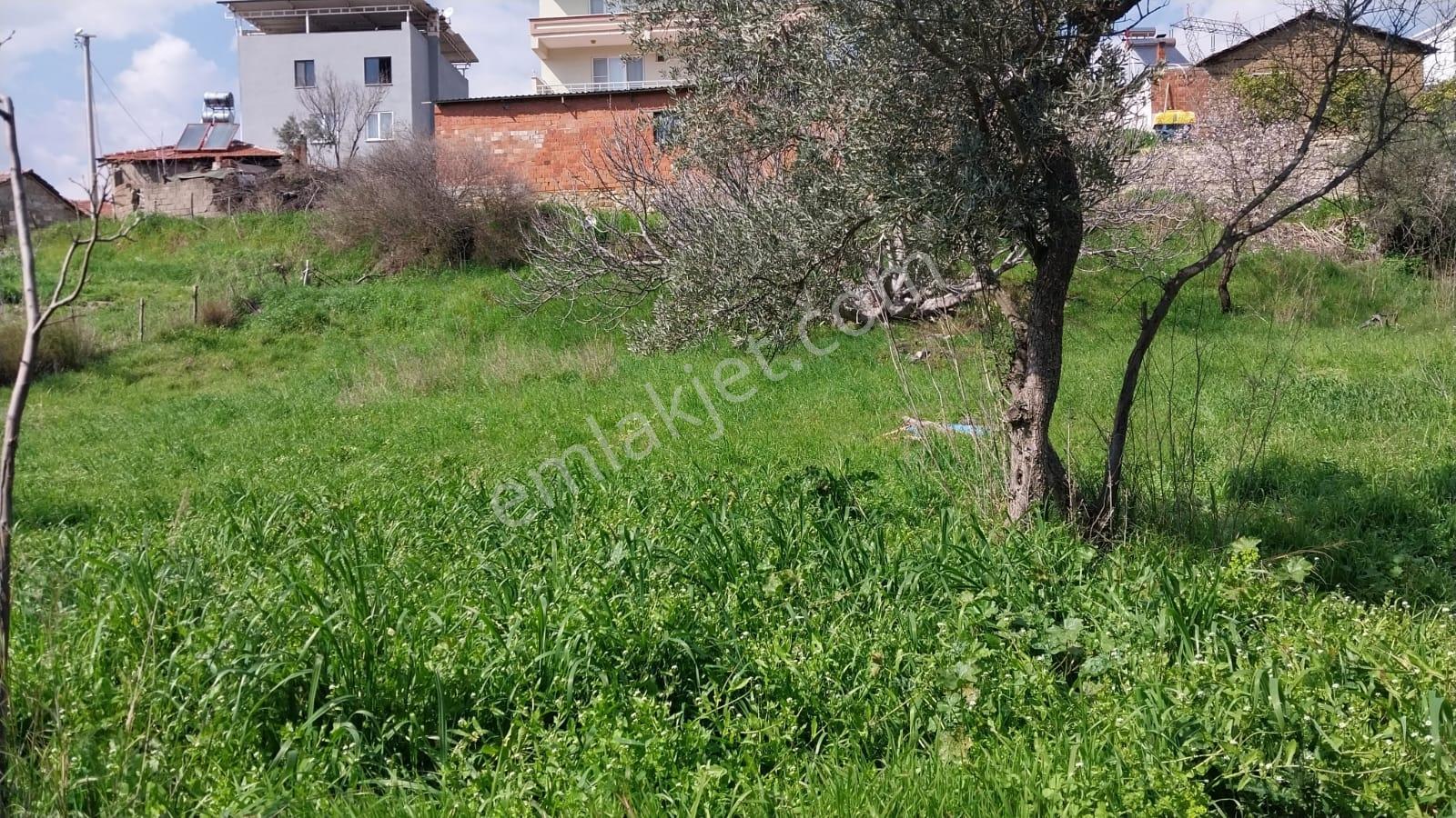 Balıkesir Edremit Yaylaönü Köyü İçinde 1153 M² Satılık Arsa - Görsel 4