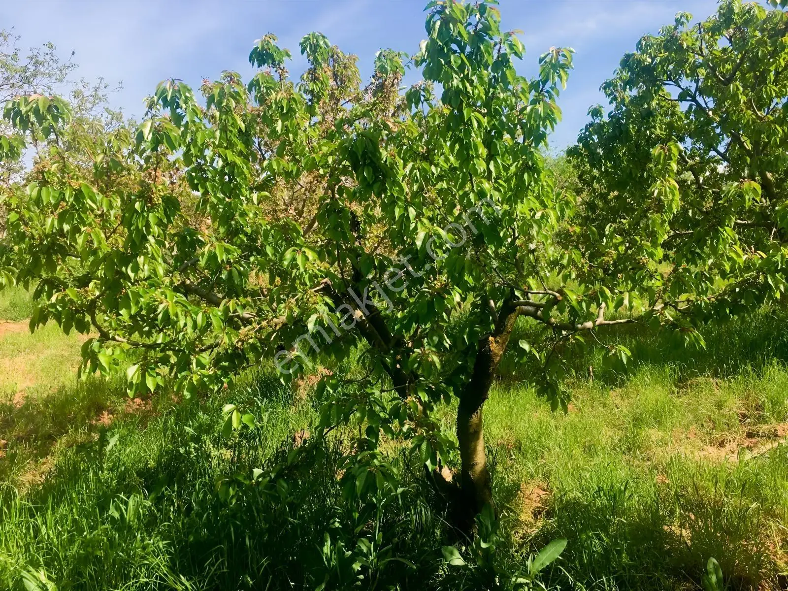 Nova'dan Ayvacık'ta 1564 M2 Kirazlık Bahçesi