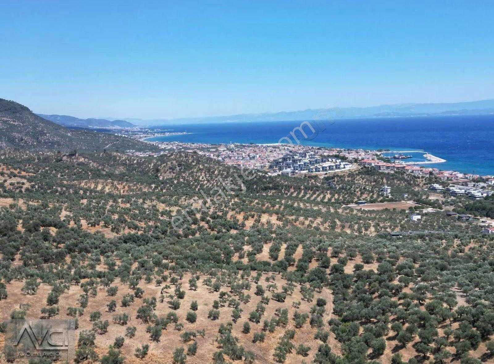 Avcıdan Yeşilyurtta Komple Deniz Manzaralı Düz Zeytinlik - Görsel 2