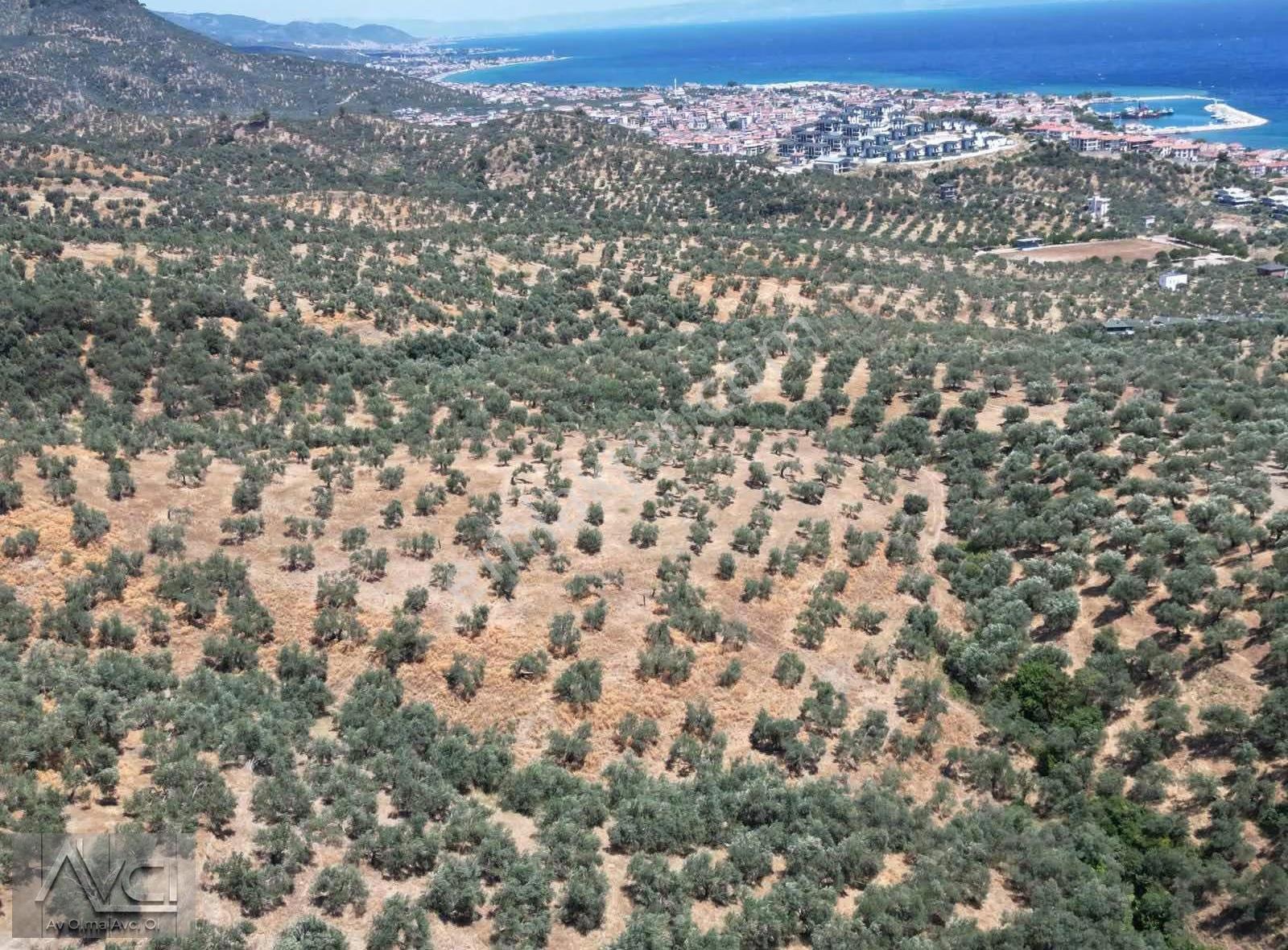 Avcıdan Yeşilyurtta Komple Deniz Manzaralı Düz Zeytinlik - Görsel 12