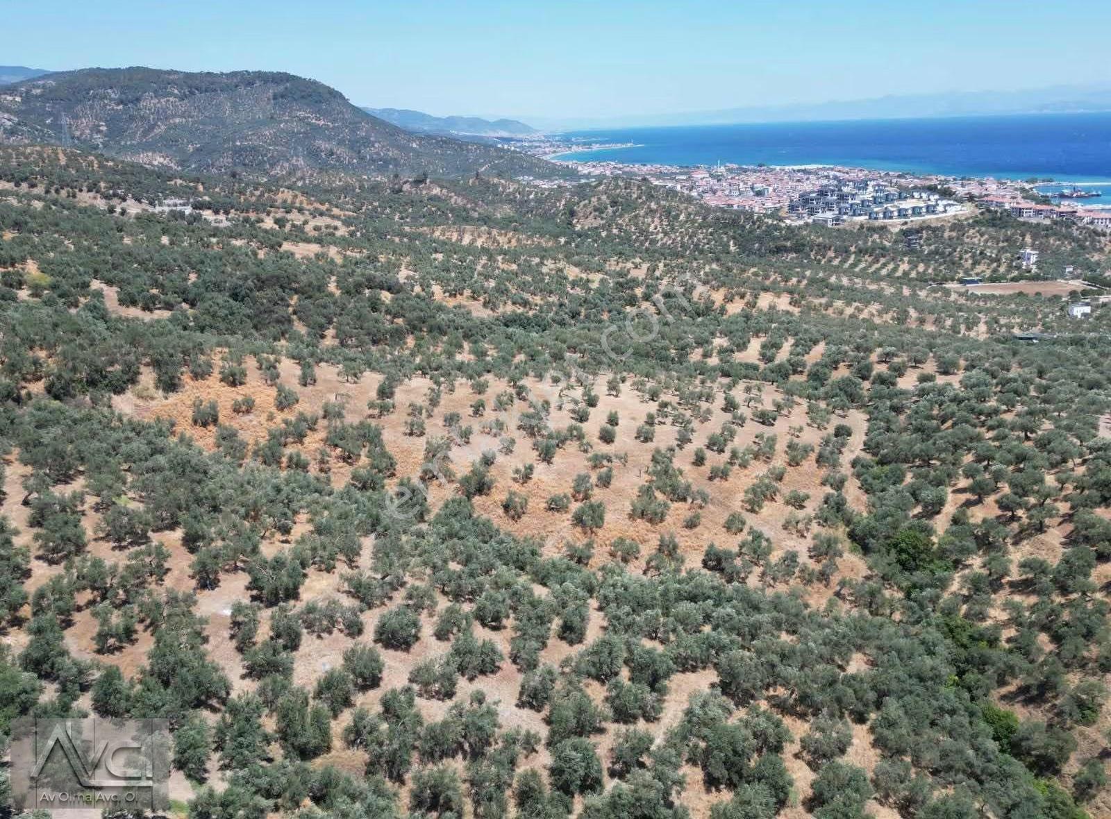 Avcıdan Yeşilyurtta Komple Deniz Manzaralı Düz Zeytinlik - Görsel 11