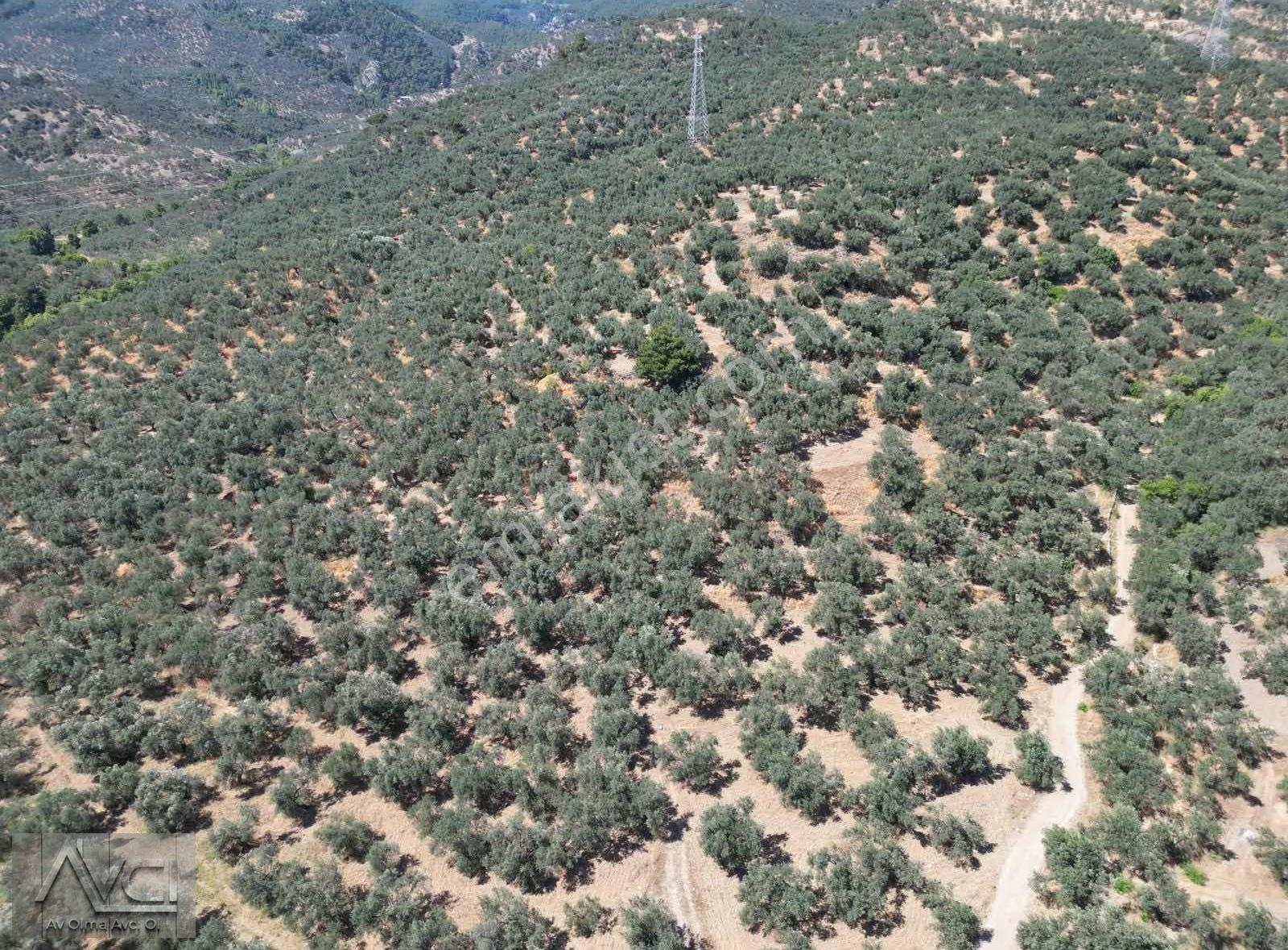 Avcıdan Yeşilyurtta Komple Deniz Manzaralı Düz Zeytinlik - Görsel 14
