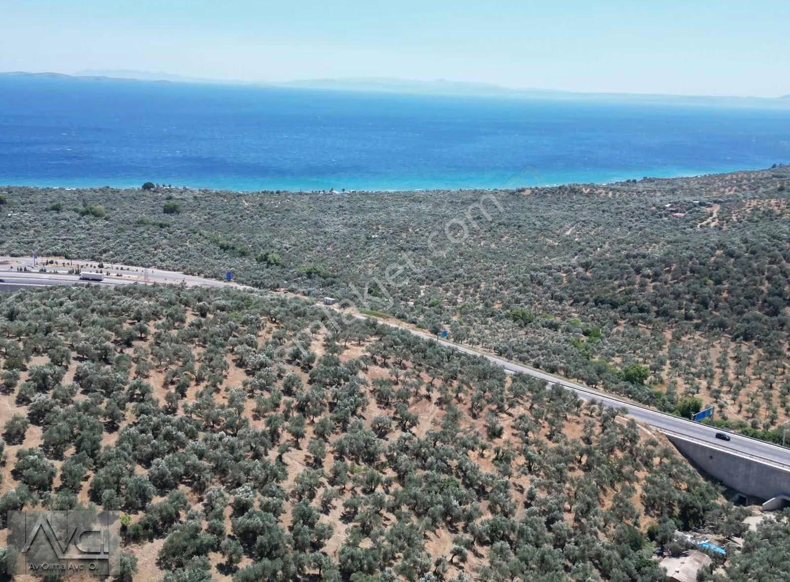Avcıdan Yeşilyurtta Komple Deniz Manzaralı Düz Zeytinlik - Görsel 15