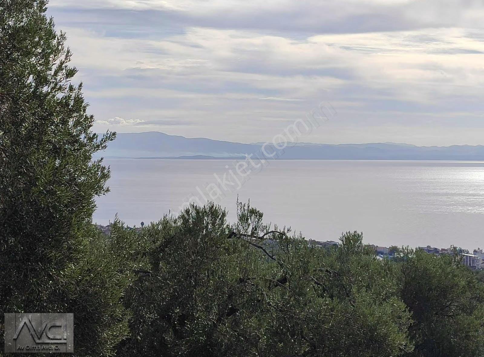 Avcıdan Yeşilyurtta Komple Deniz Manzaralı Düz Zeytinlik - Görsel 6