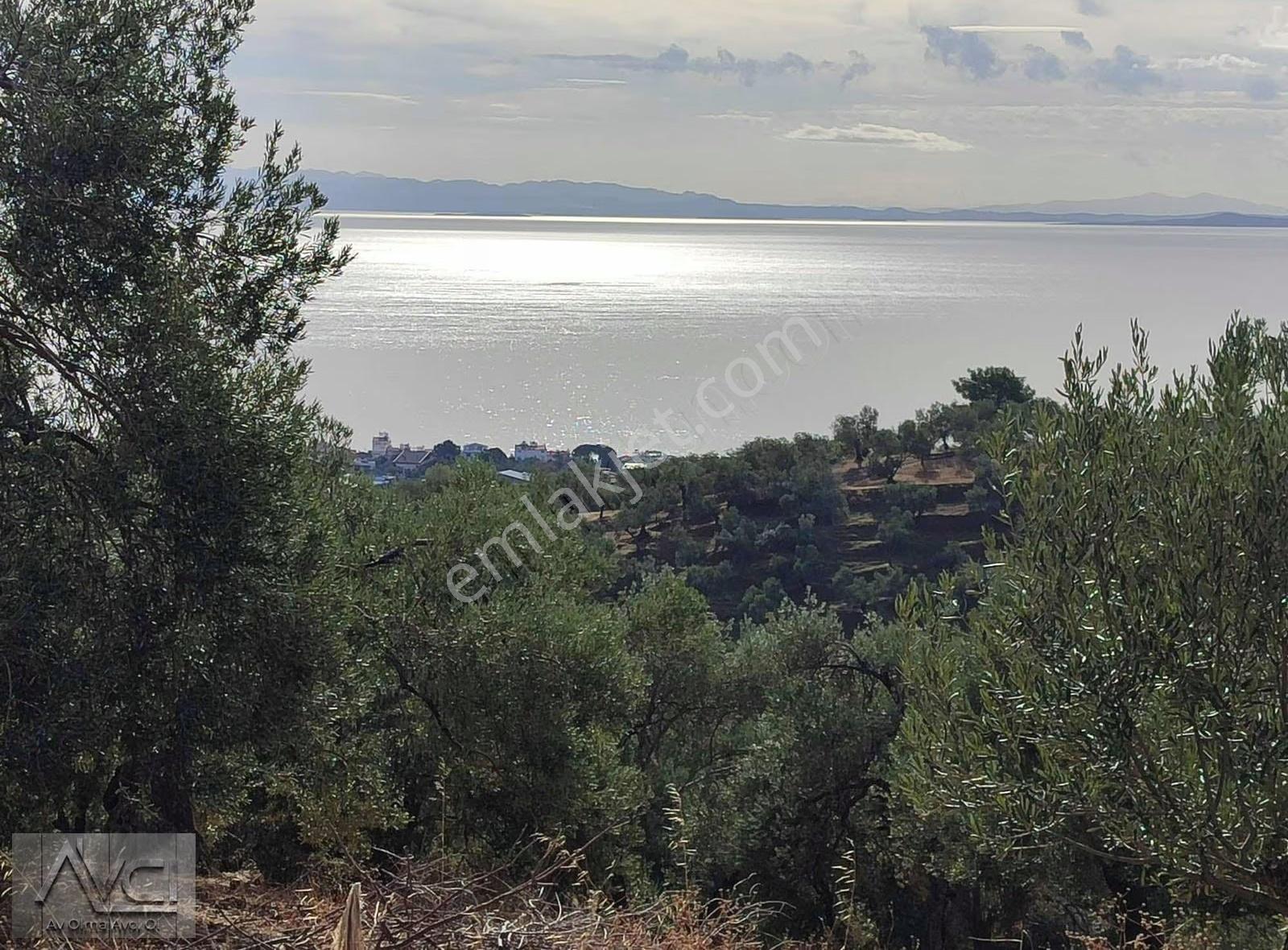 Avcıdan Yeşilyurtta Komple Deniz Manzaralı Düz Zeytinlik - Görsel 7