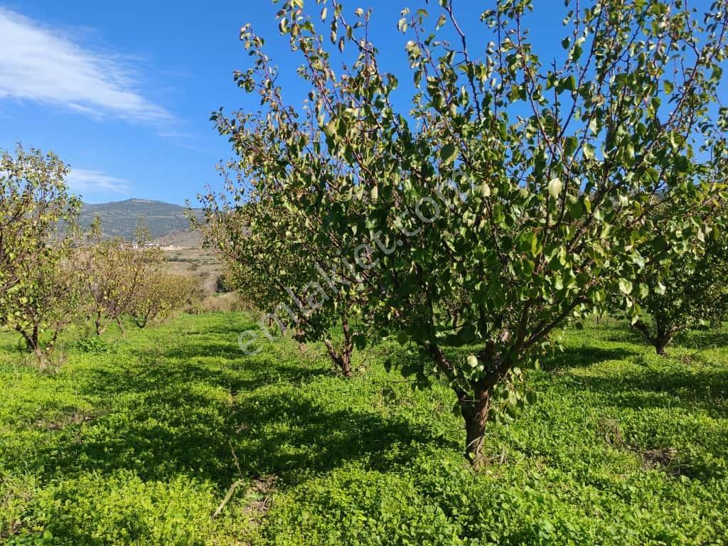 Doğaköy'de Satılık 2946m2 Kayısı Bahçesi Anayola Cepheli - Görsel 29