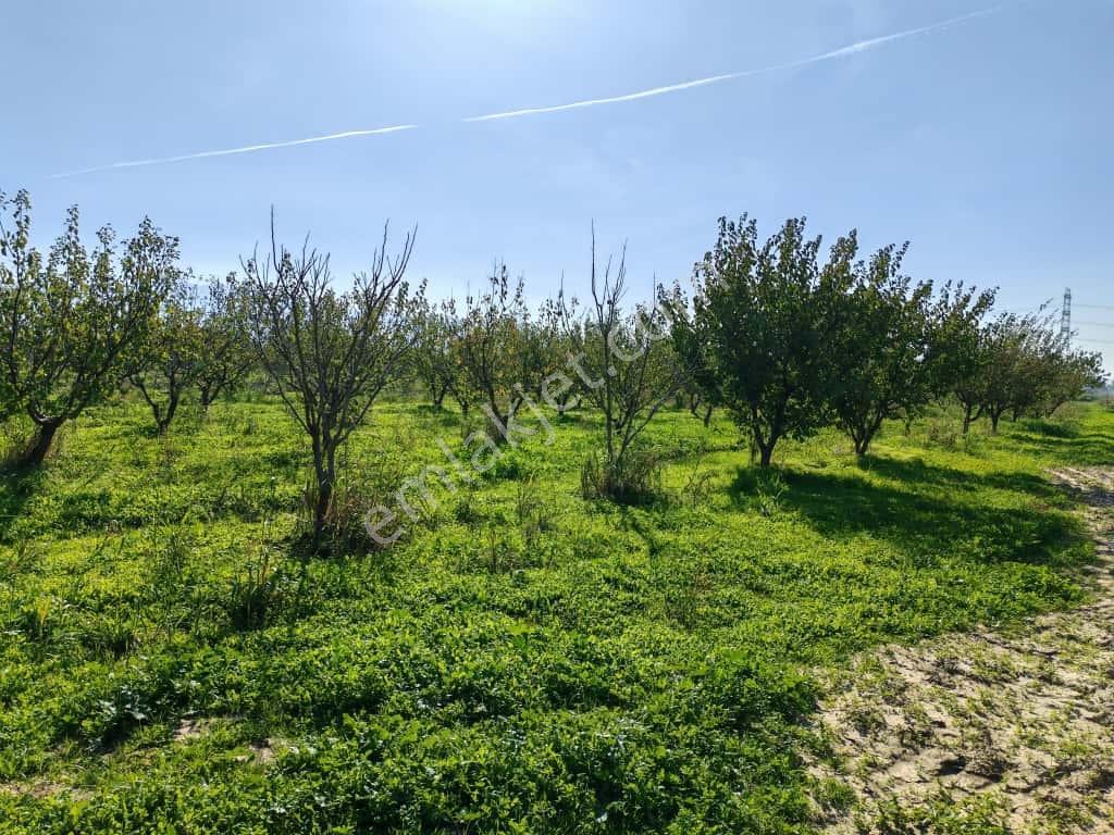 Doğaköy'de Satılık 2946m2 Kayısı Bahçesi Anayola Cepheli - Görsel 12