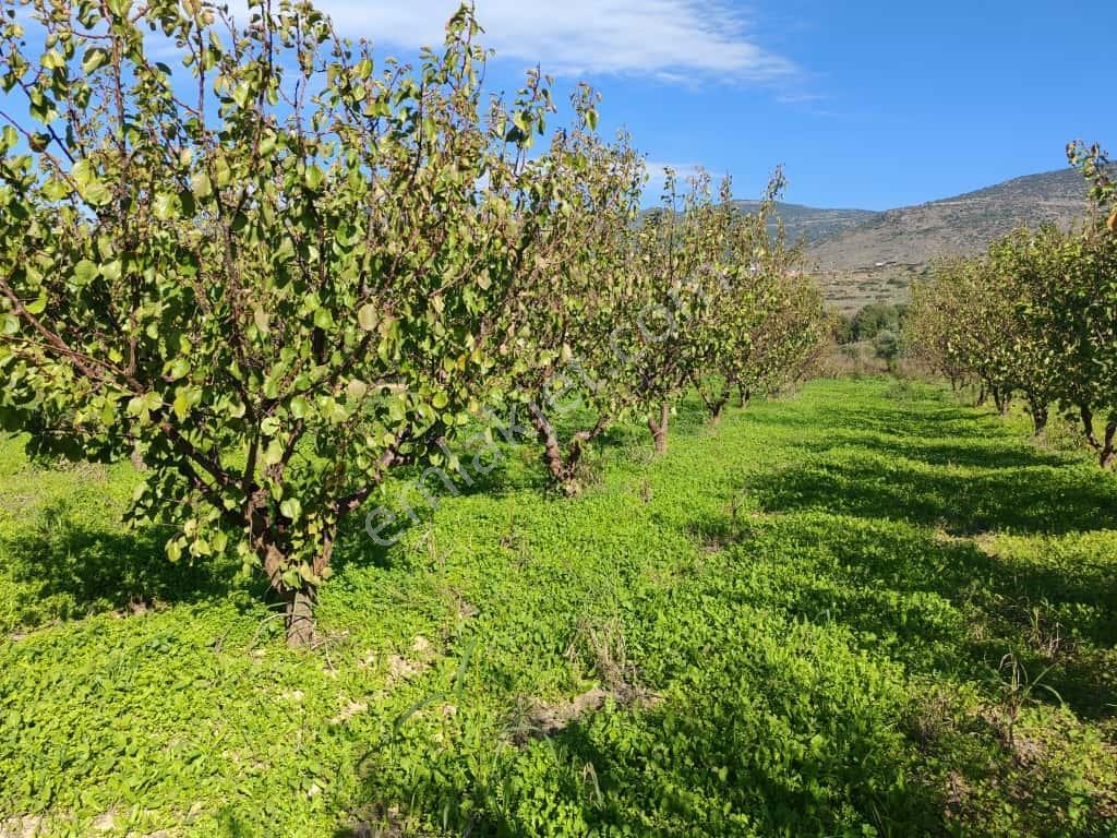 Doğaköy'de Satılık 2946m2 Kayısı Bahçesi Anayola Cepheli - Görsel 6