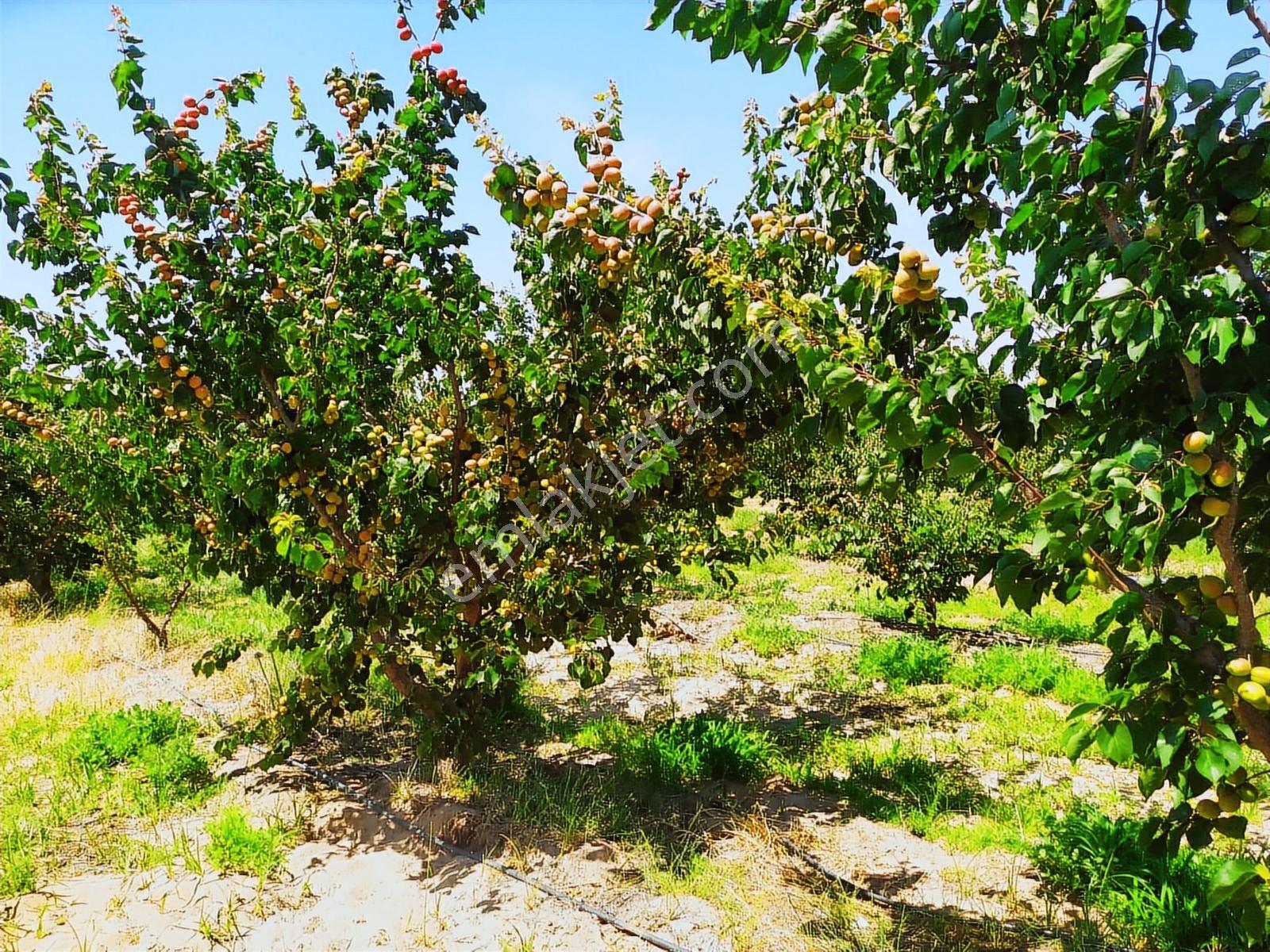 Doğaköy'de Satılık 2946m2 Kayısı Bahçesi Anayola Cepheli - Görsel 15