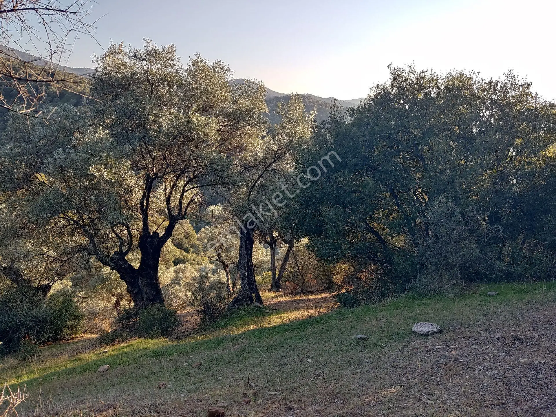 Doğa Gayrimenkul'den izmir'de yatırımlık Zeytinlik Fırsatı - Görsel 5