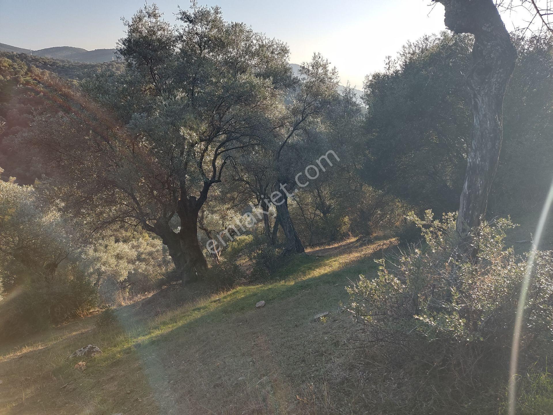Doğa Gayrimenkul'den izmir'de yatırımlık Zeytinlik Fırsatı - Görsel 6