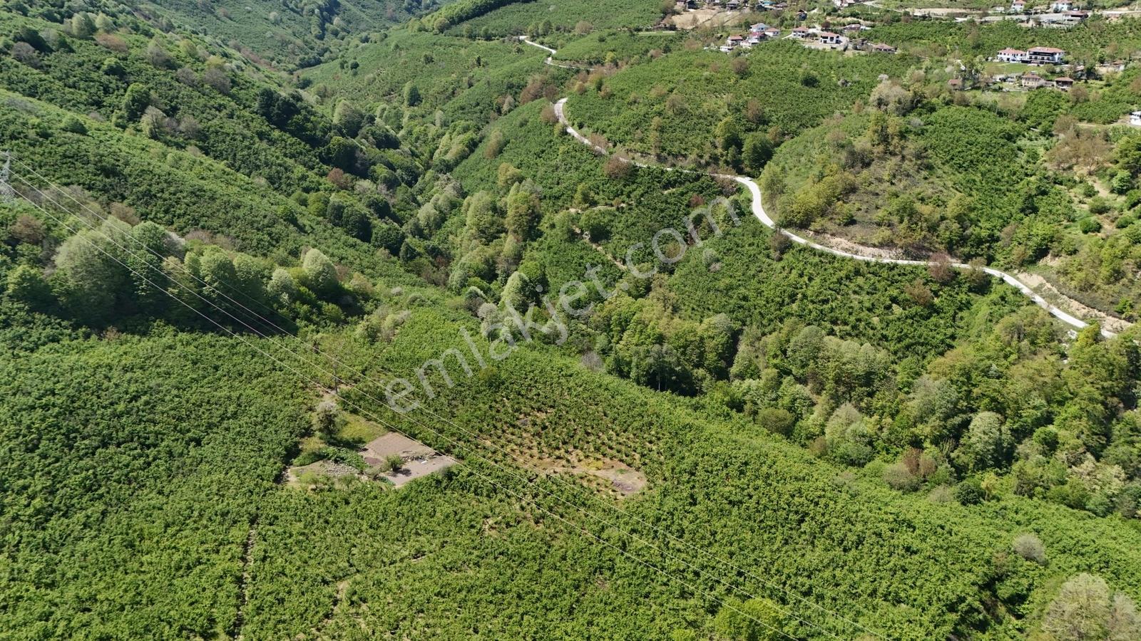 Kw Metsa'dan Yeniaynalı Köyünde Fırsat Satılık Fındık Bahçesi - Görsel 12