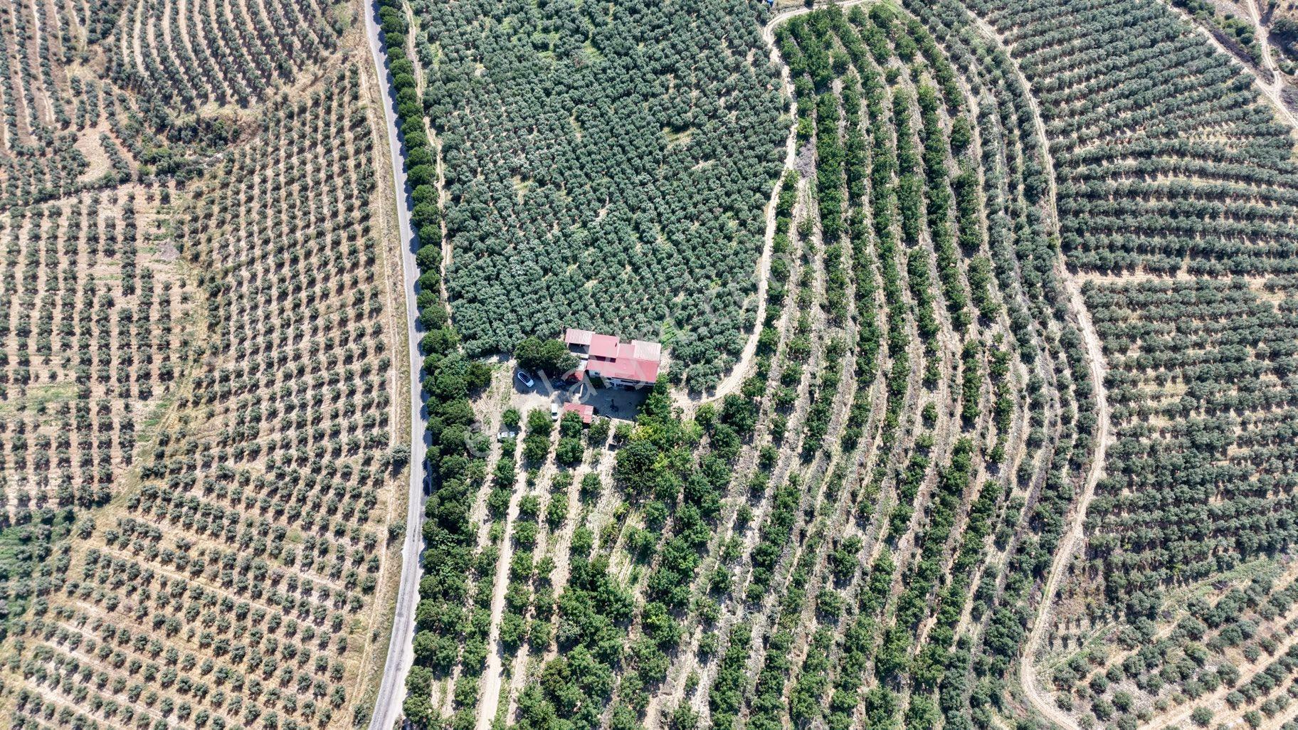 Satılık 283 Dönüm Zeytin Üretim Tesisi - Görsel 29