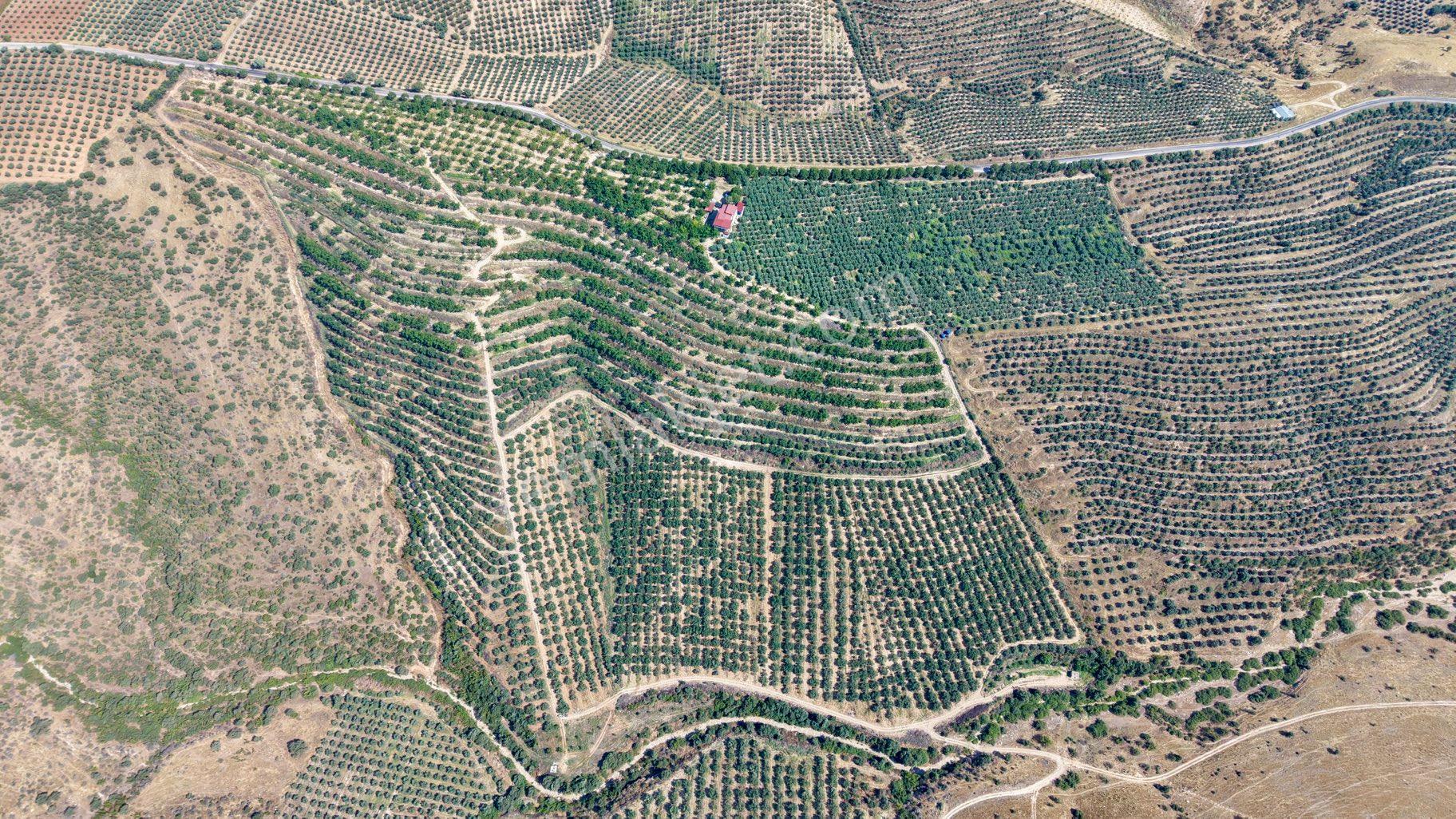 Satılık 283 Dönüm Zeytin Üretim Tesisi - Görsel 22