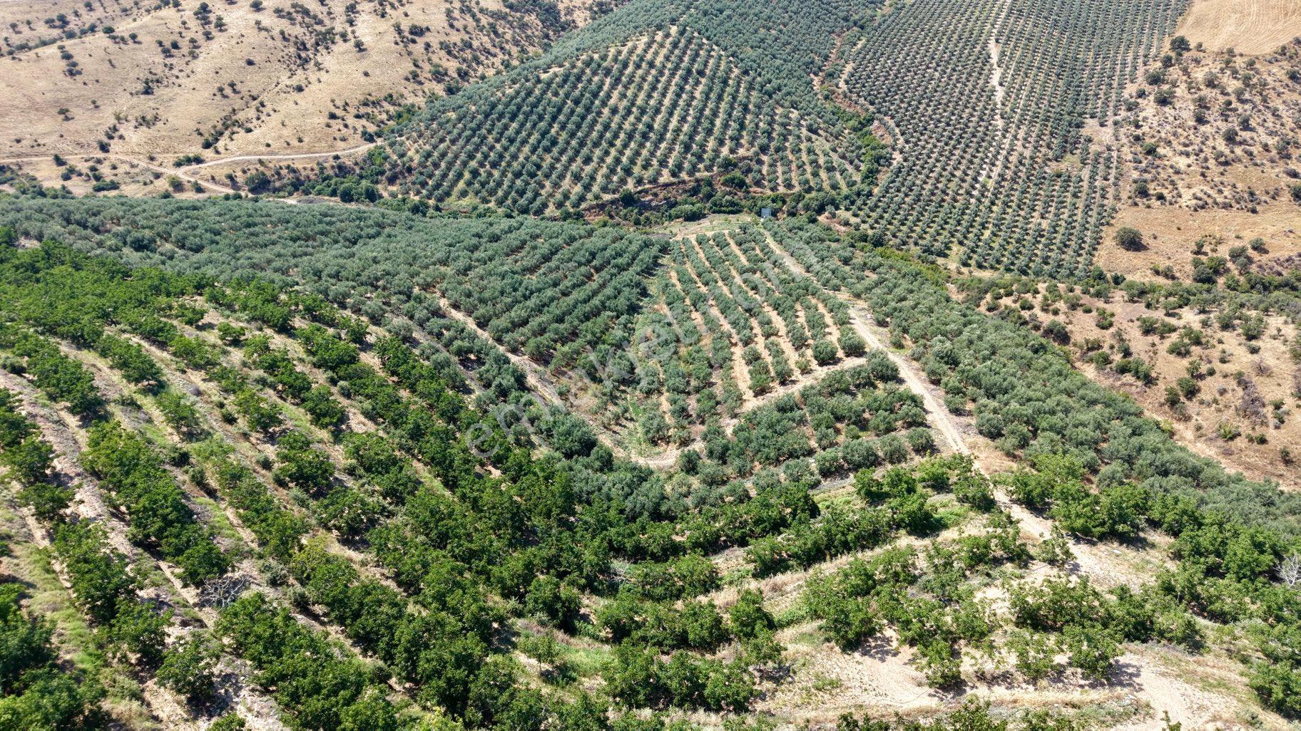 Satılık 283 Dönüm Zeytin Üretim Tesisi - Görsel 9