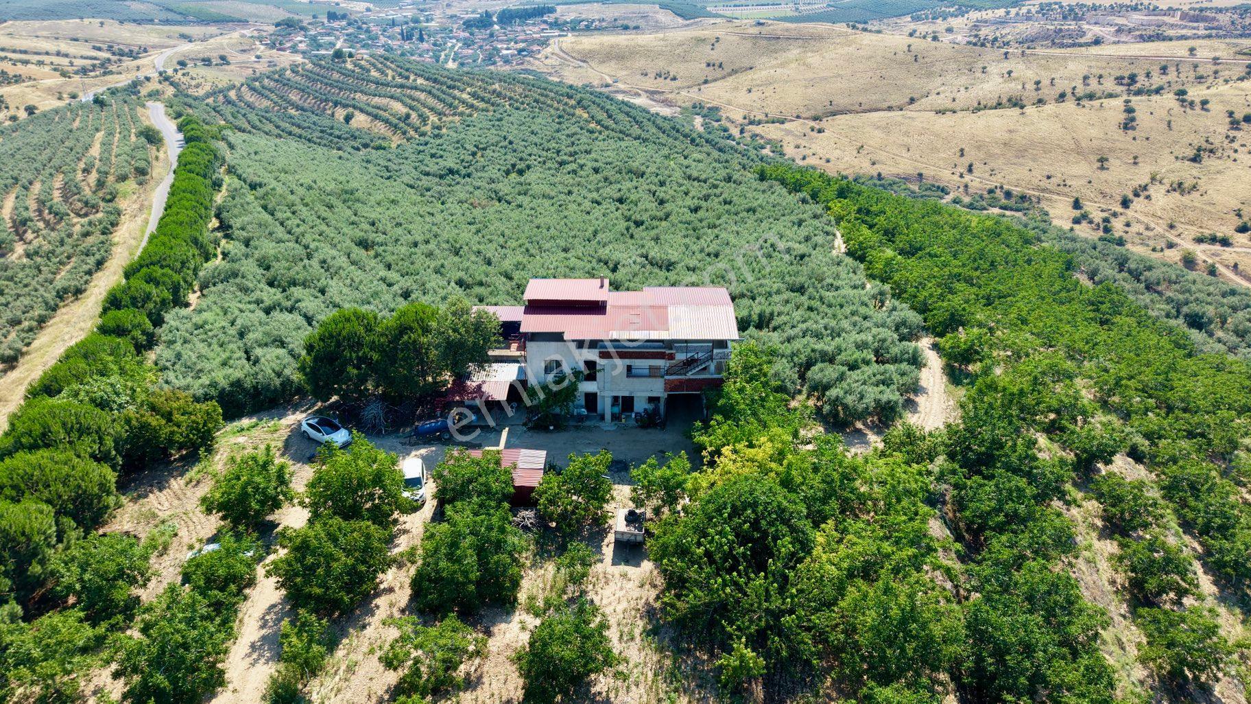 Satılık 283 Dönüm Zeytin Üretim Tesisi - Görsel 27