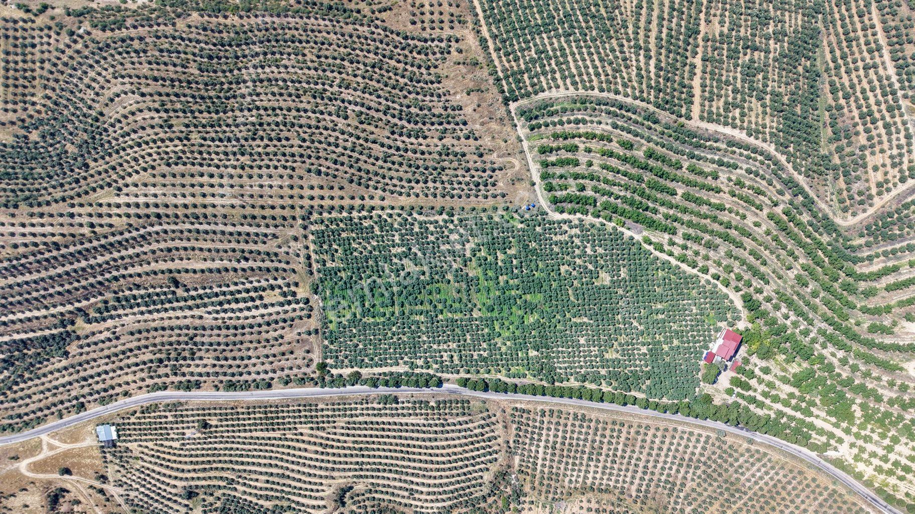Satılık 283 Dönüm Zeytin Üretim Tesisi - Görsel 2