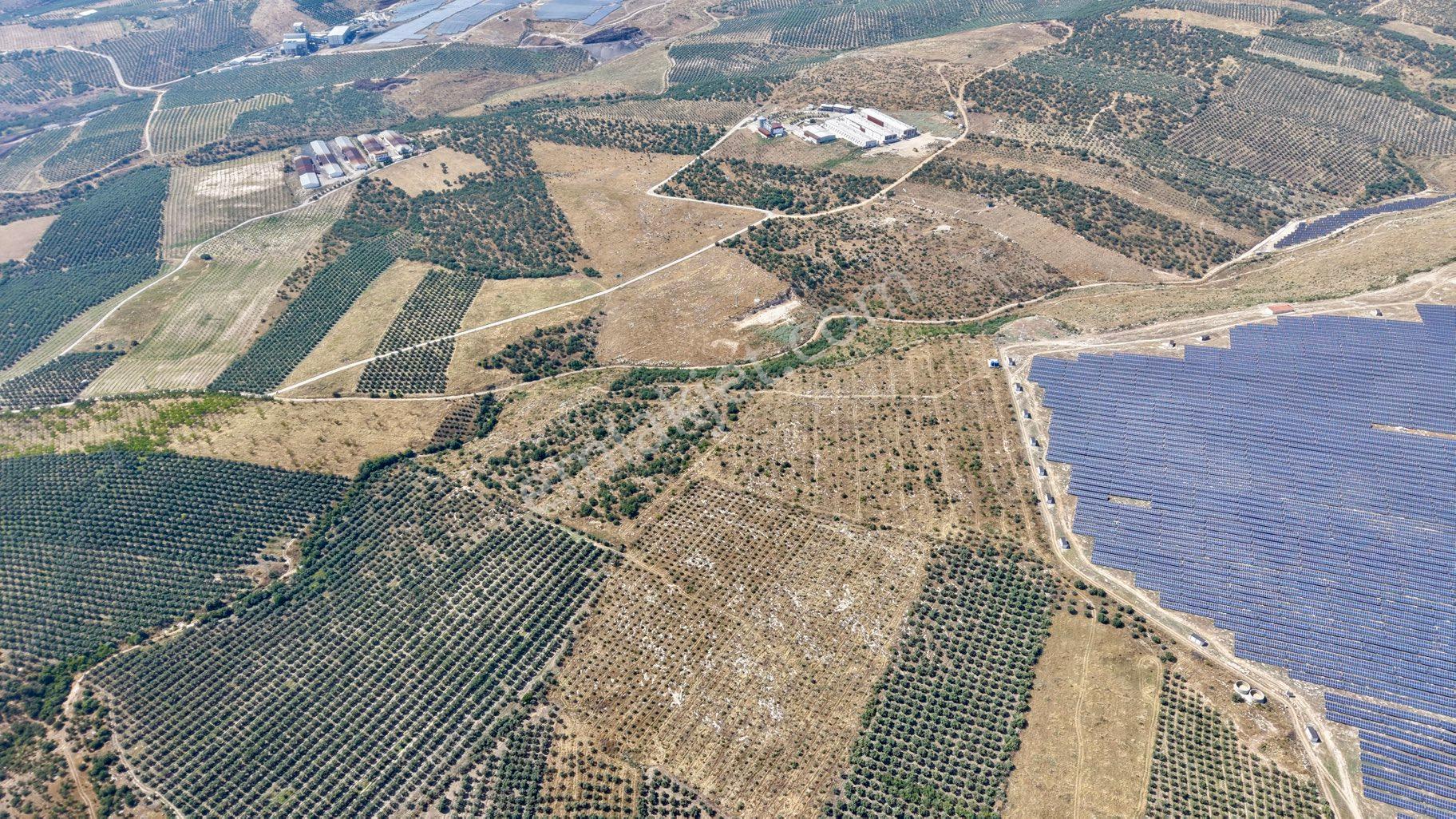 Satılık 283 Dönüm Zeytin Üretim Tesisi - Görsel 19