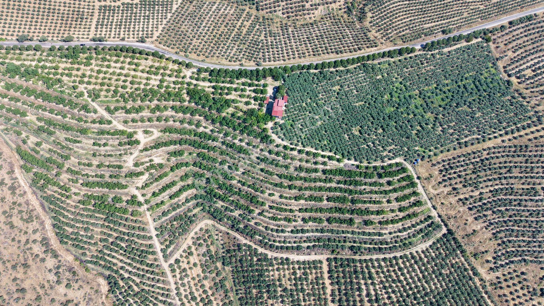 Satılık 283 Dönüm Zeytin Üretim Tesisi - Görsel 24