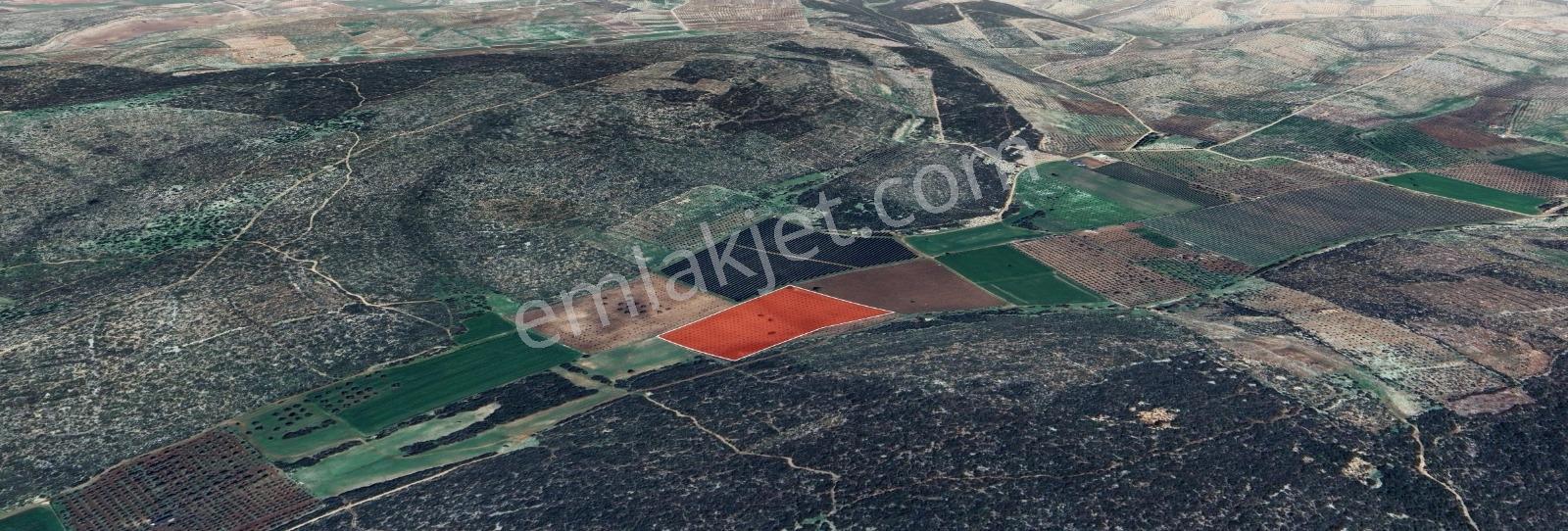 Akyeniköyde Kaçırılmayacak Fırsat! 22.5 Dönüm Zeytinlik