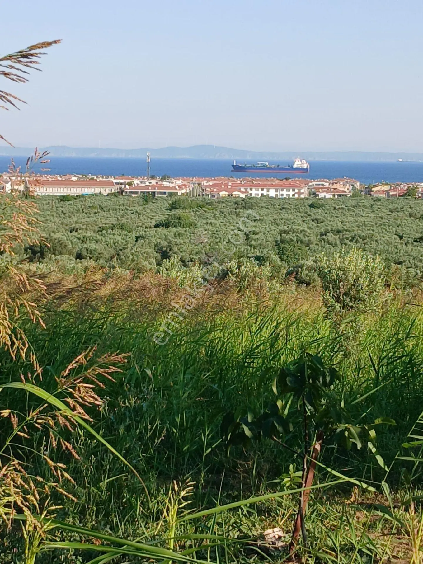 Avcı Gayrimenkulden Yatırımlık Zeytinlik