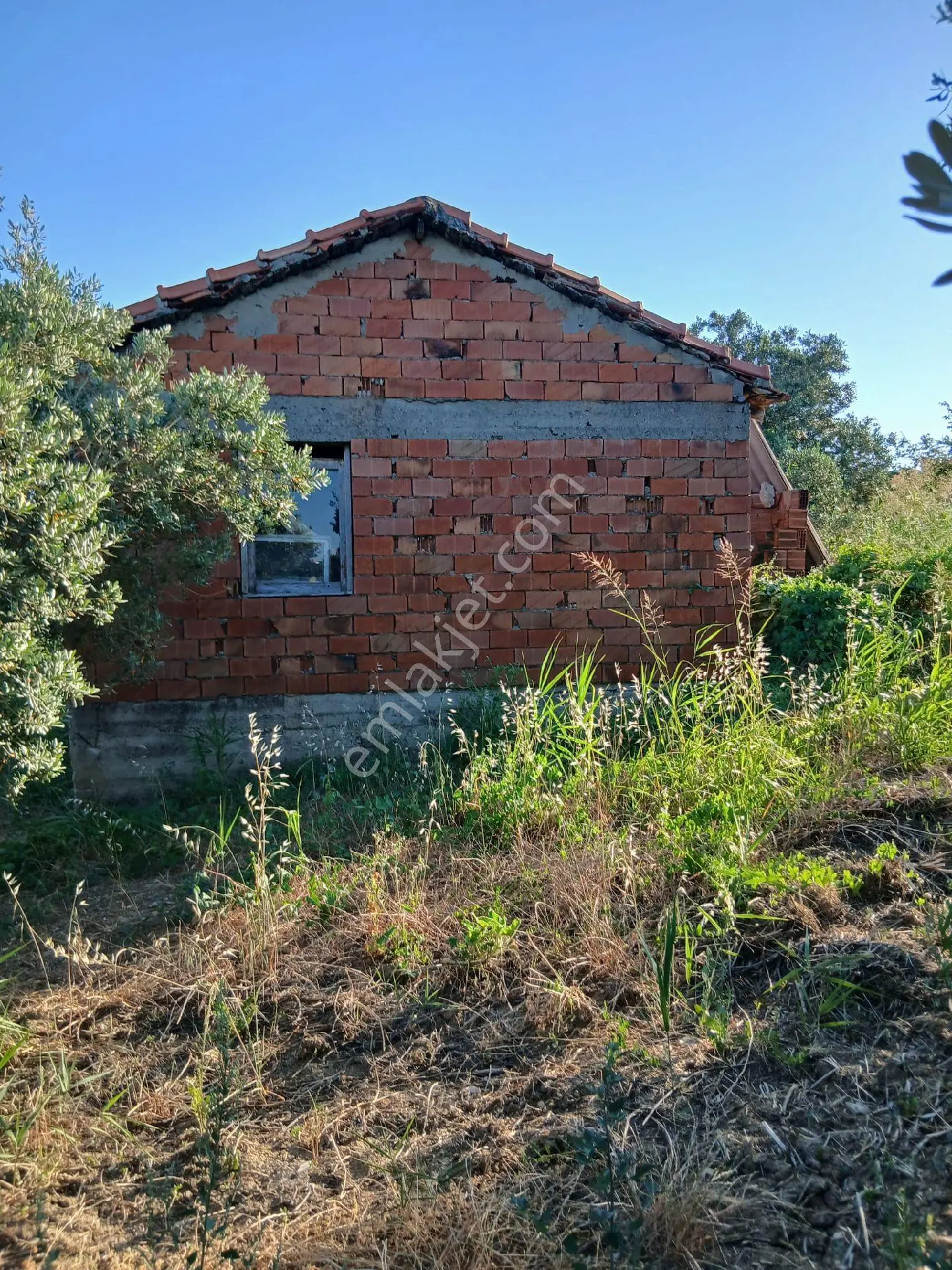 Avcı Gayrimenkulden Yatırımlık Zeytinlik - Görsel 5