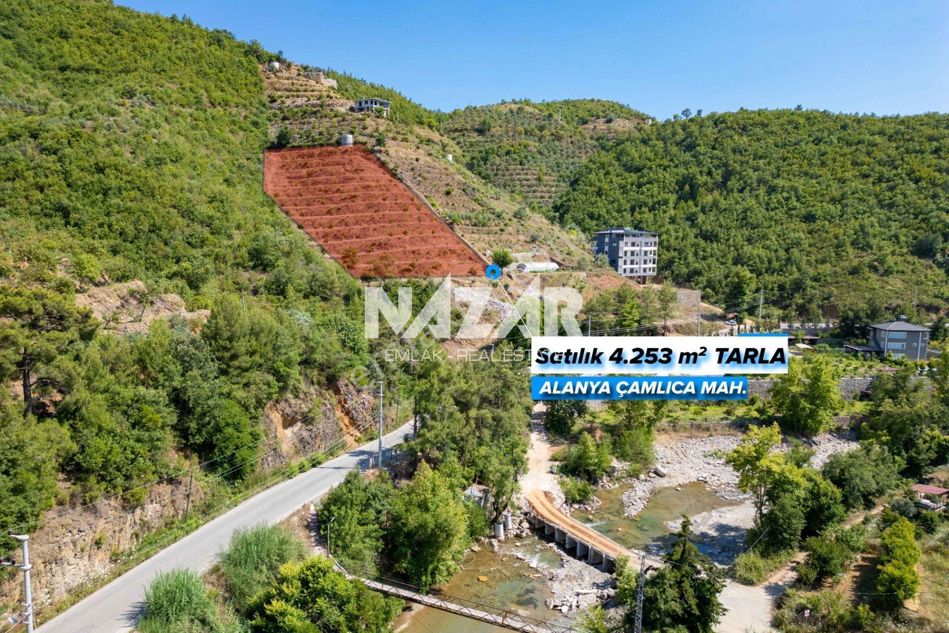 Alanya Çamlıca’da 4.253 M² Satılık Tarla - Avokado Bahçesi - Görsel 2