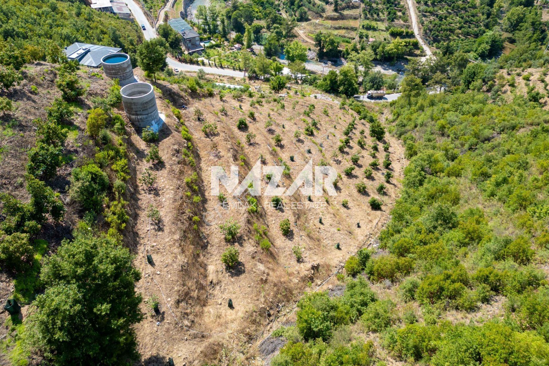 Alanya Çamlıca’da 4.253 M² Satılık Tarla - Avokado Bahçesi - Görsel 12