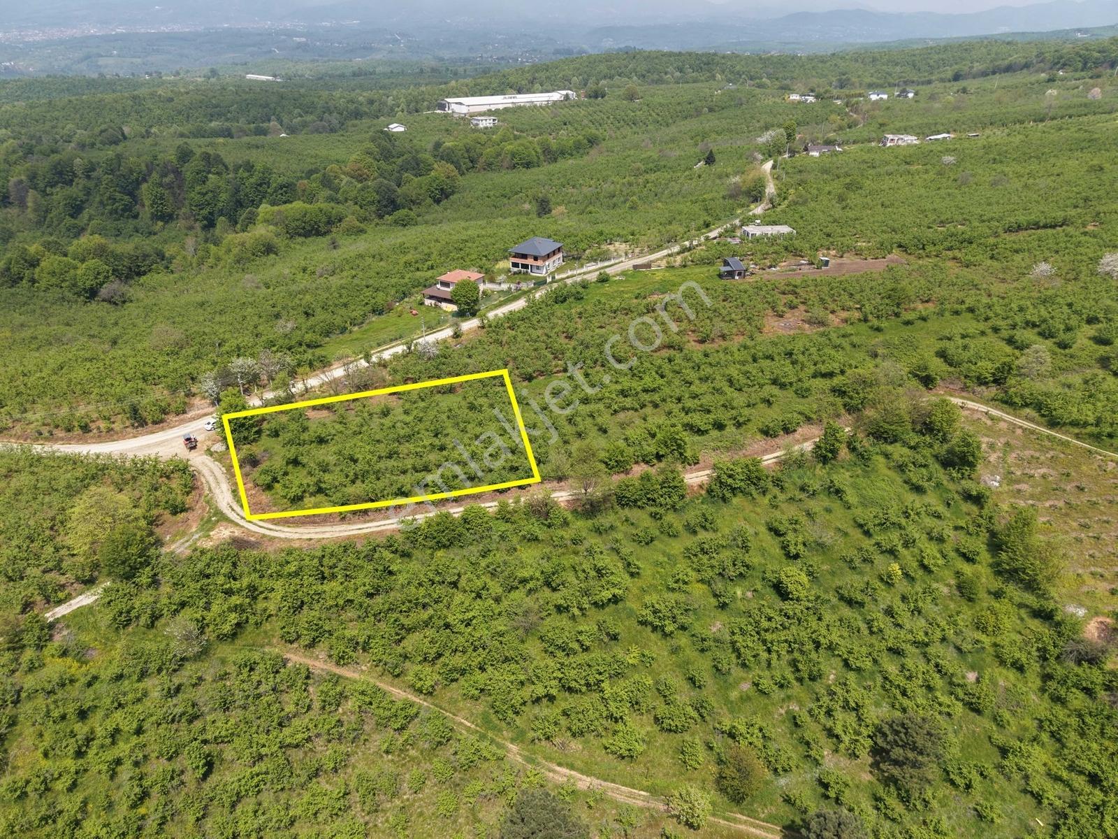 Emlakevim Den Hendek Gündoğan Mh Satılık 1000 M2 Arsa - Görsel 13