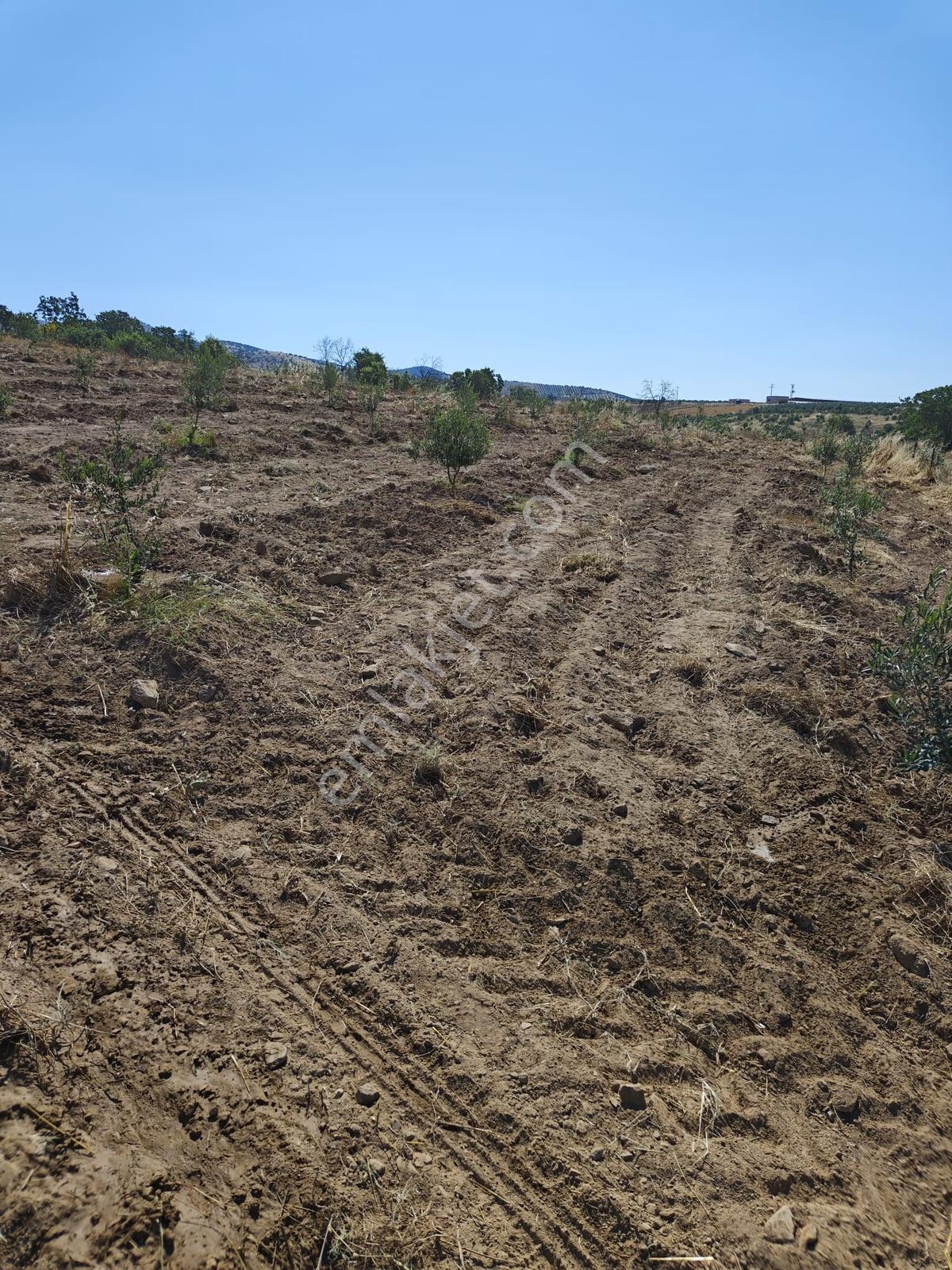 Salihli De Satılık Hobi Bahçesi Zeytinlik - Görsel 22