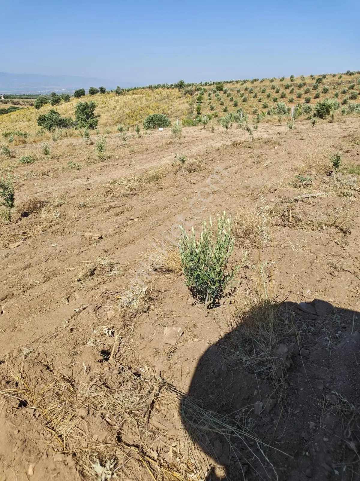 Salihli De Satılık Hobi Bahçesi Zeytinlik