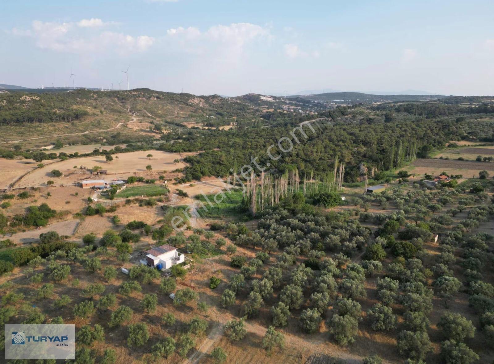 Örlemişte Şakrana 9 Km Mesafede Satılık 1638 M2 Zeytinlik