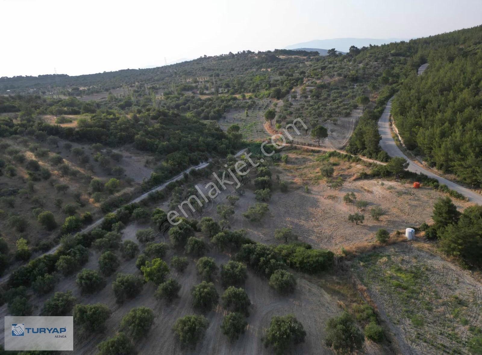Örlemişte Şakrana 9 Km Mesafede Satılık 1638 M2 Zeytinlik - Görsel 3