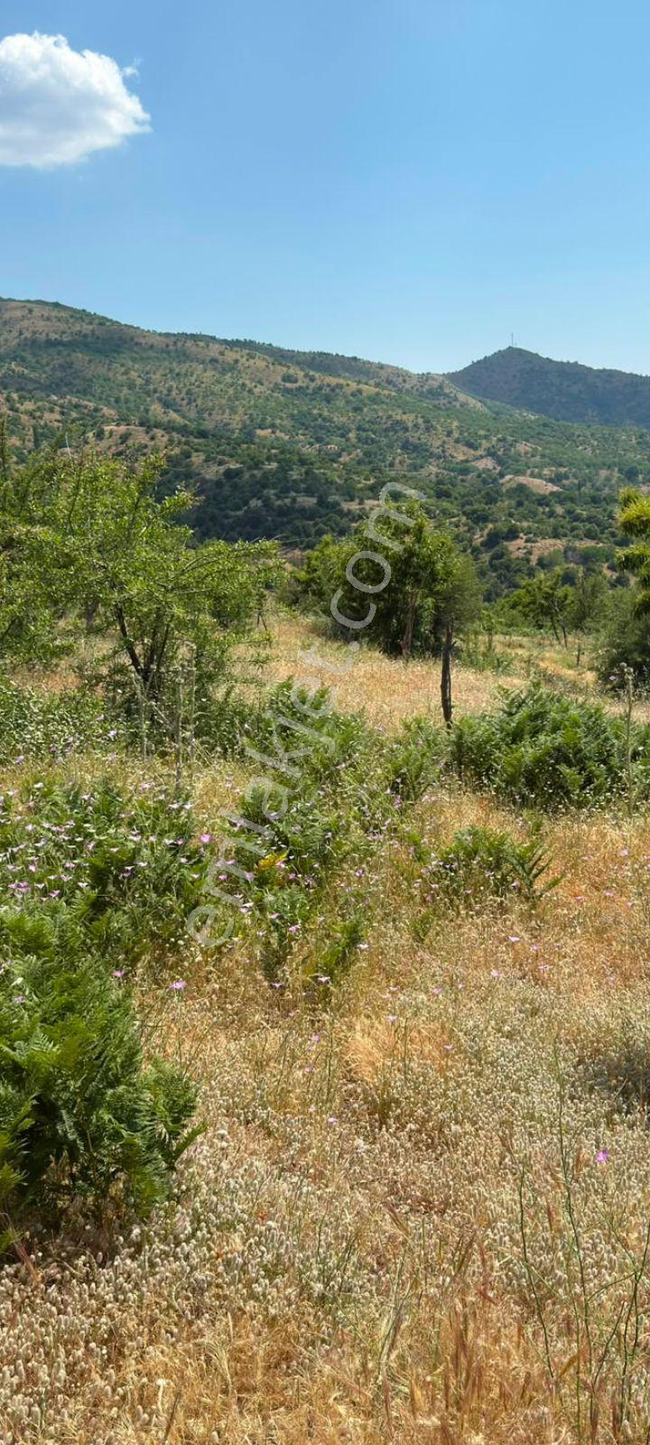 Mor Çiçek Emlak Tire Yamandere Satılık Ceviz Tarlası - Görsel 12
