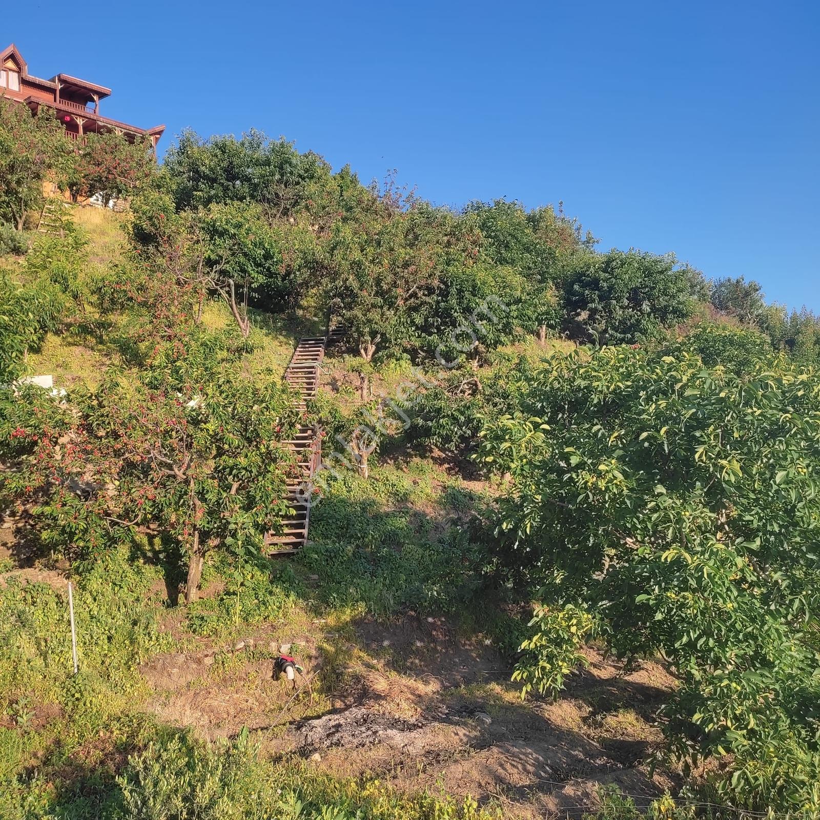 Salihli De Satılık Dağ Evi Ve Kiraz Bahçesi - Görsel 30