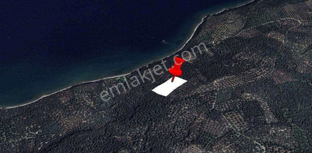 Balıkesir Bandırma Edincik'te Denize Yakın 5116 M² Satılık Zeytinlik - Görsel 4