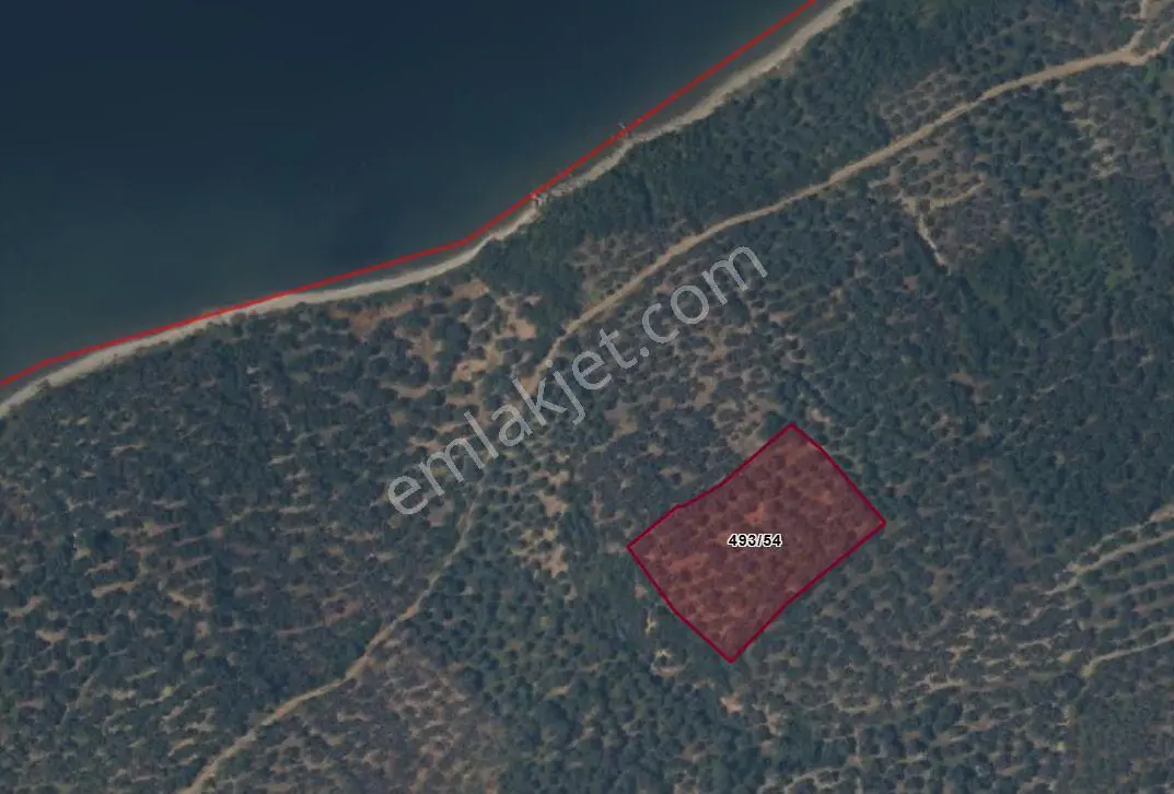 Balıkesir Bandırma Edincik'te Denize Yakın 5116 M² Satılık Zeytinlik