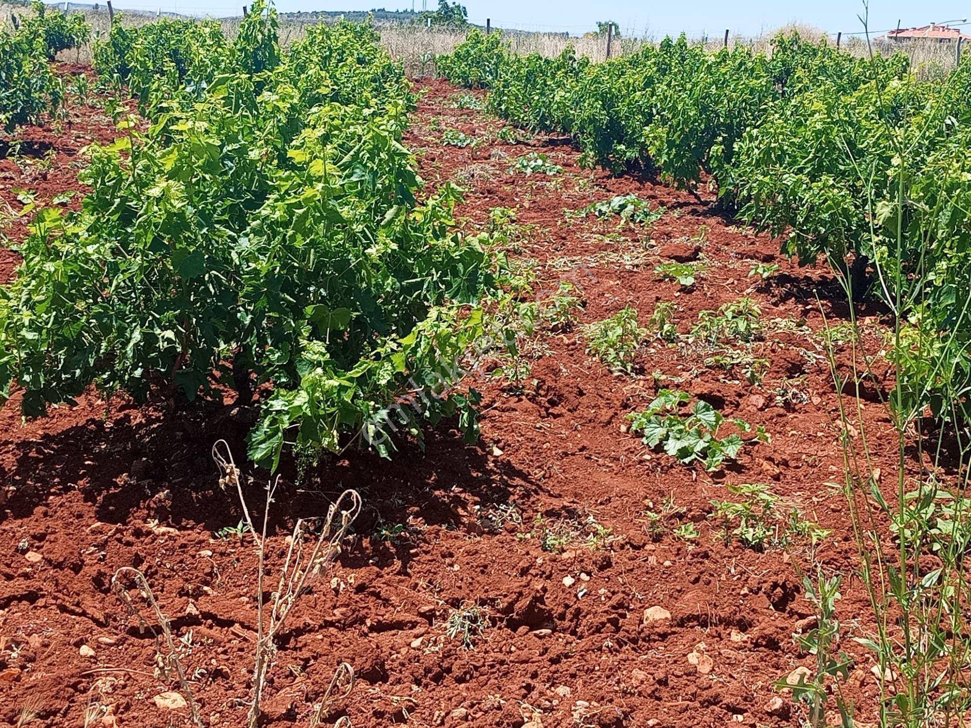 Denizli Bekilli’de Yola Sıfır, Ruhsatlı Ve Yüksek Gelir Potansiyelli 19.000 M² Satılık - Görsel 14