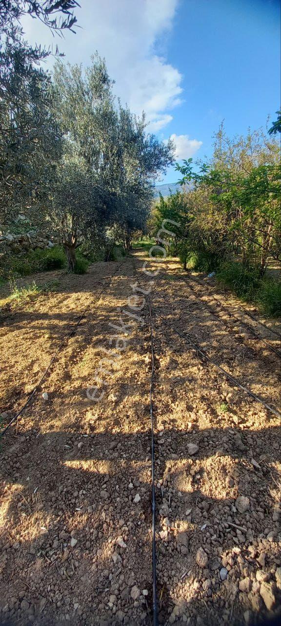 Gençali Mahallesinde Satılık Zeytin Bahçesi - Görsel 15