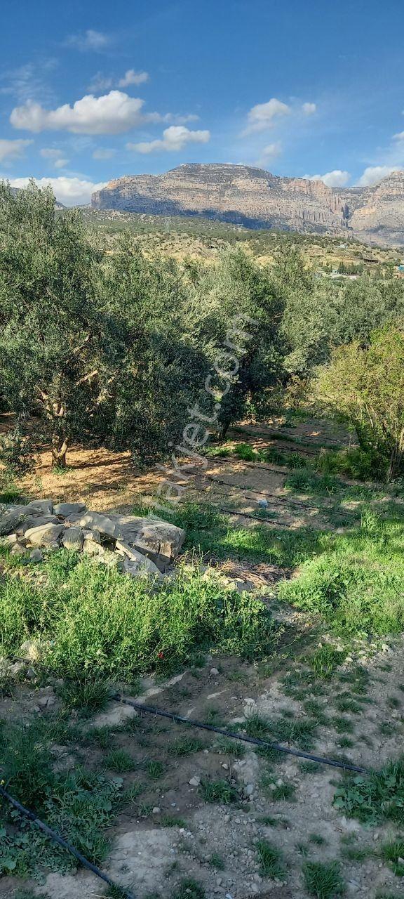 Gençali Mahallesinde Satılık Zeytin Bahçesi - Görsel 7