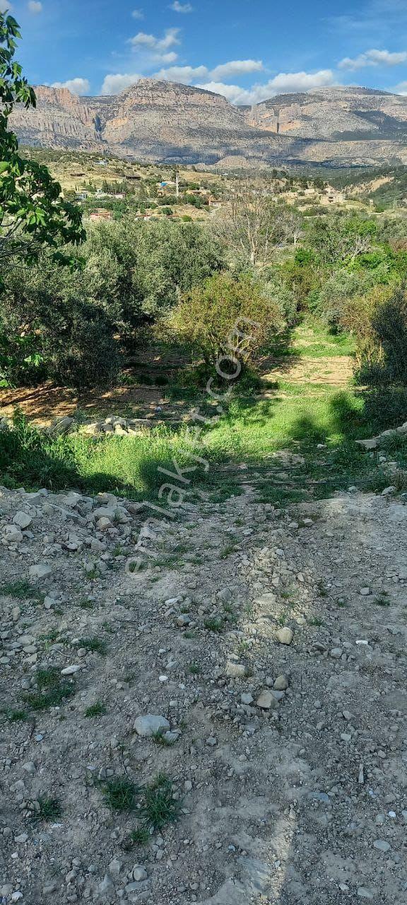 Gençali Mahallesinde Satılık Zeytin Bahçesi - Görsel 4