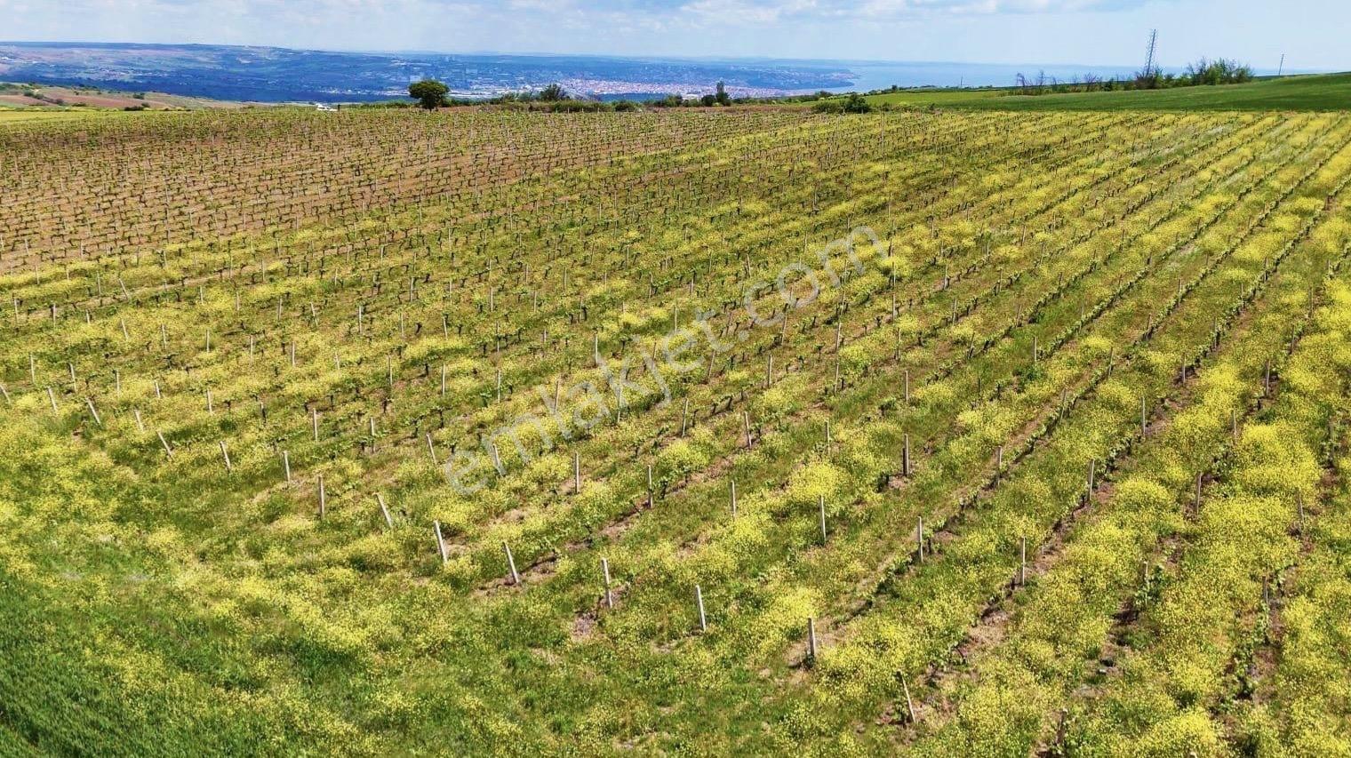 Tekirdağ Nusratlı'da Deniz Manzaralı Üzüm Bağı - Görsel 13