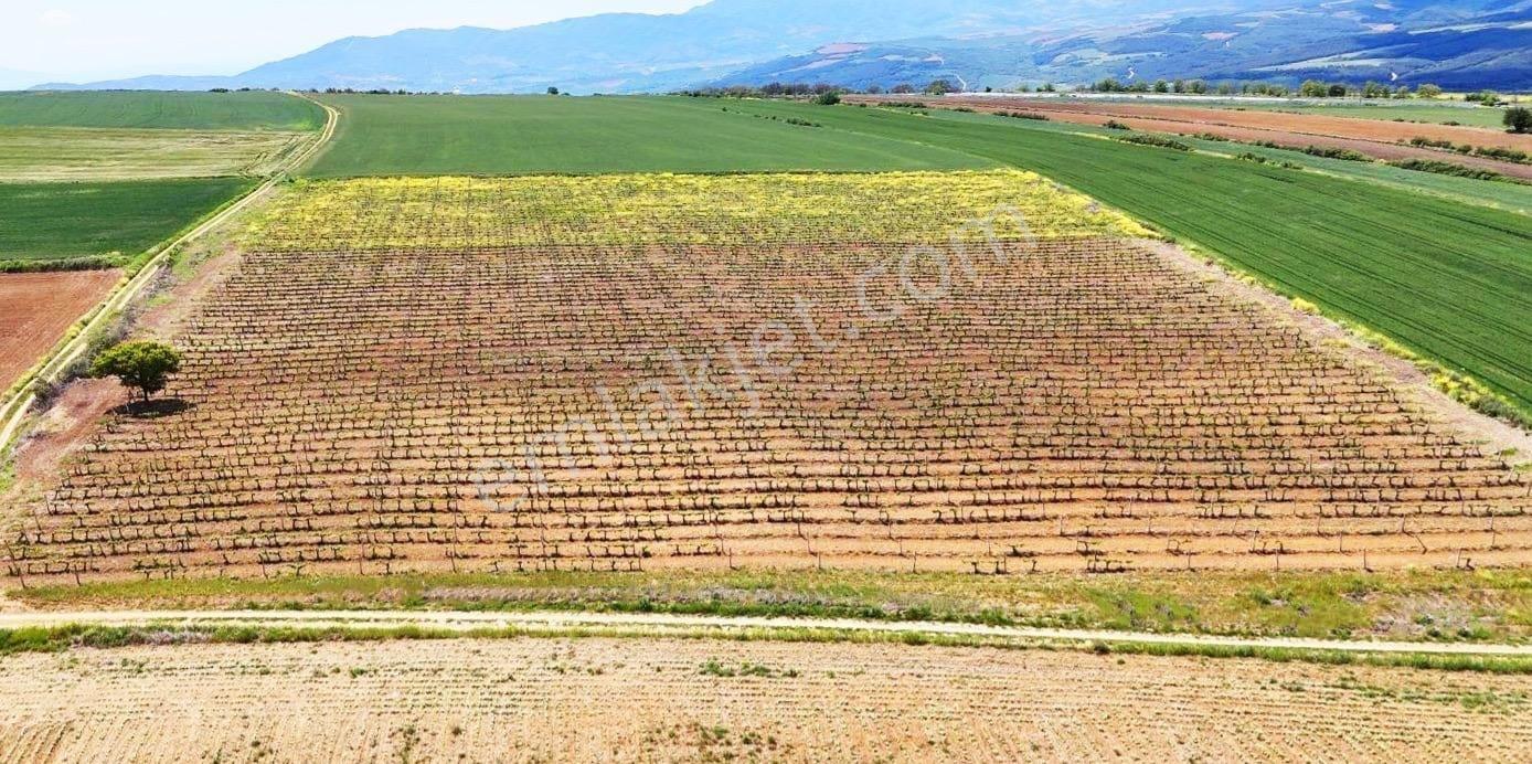 Tekirdağ Nusratlı'da Deniz Manzaralı Üzüm Bağı - Görsel 3