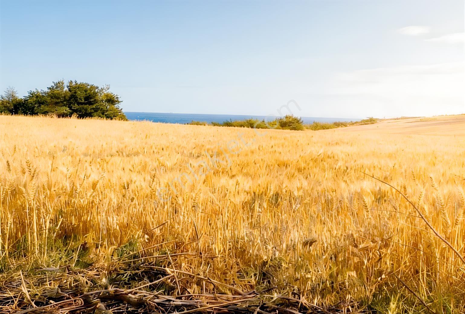 Tekirdağ Nusratlı'da Deniz Manzaralı Üzüm Bağı - Görsel 17