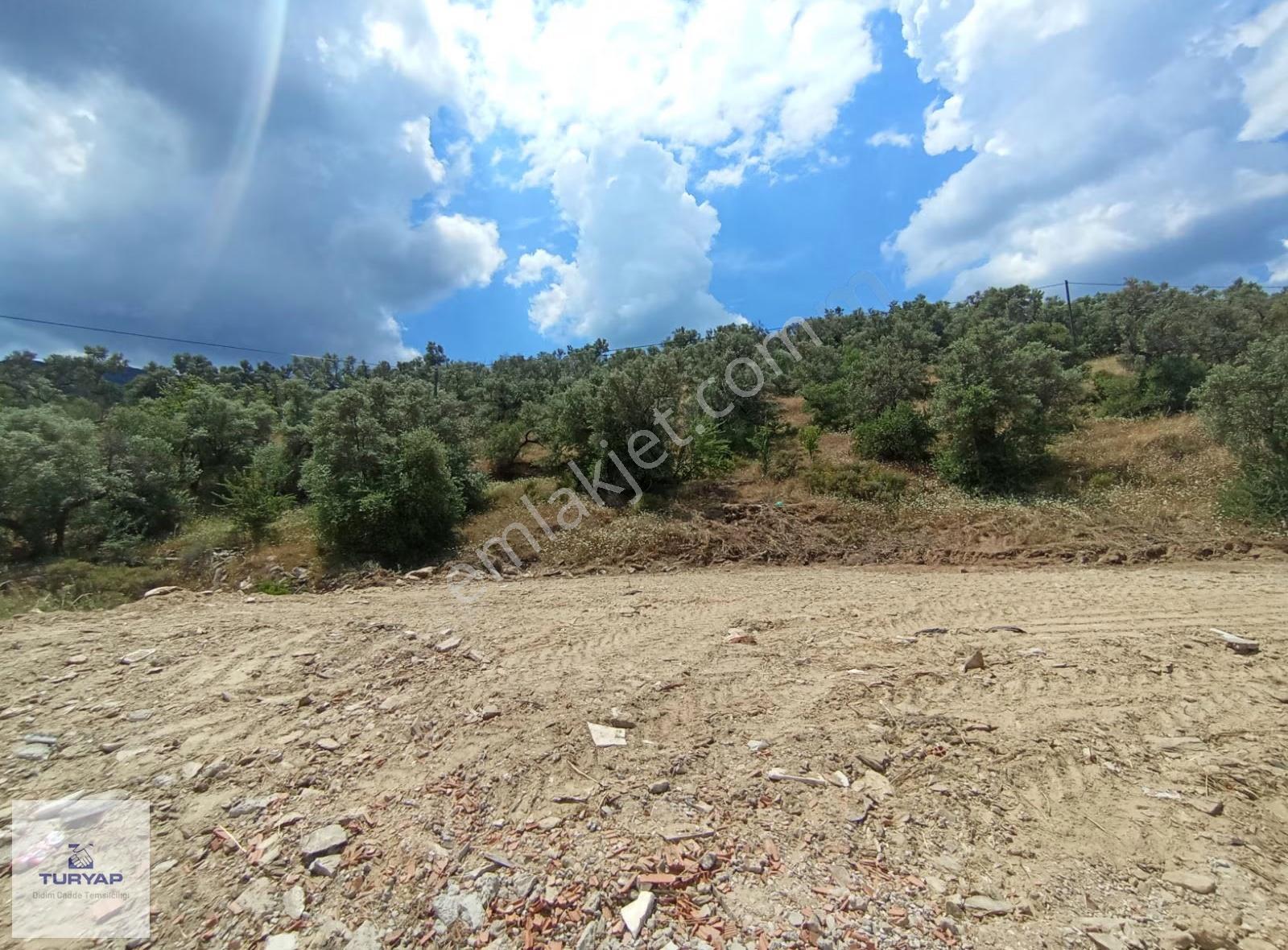 Bafa'da, Bodrum Yoluna Cepheli Yatırıma Uygun Zeytinlik. - Görsel 3