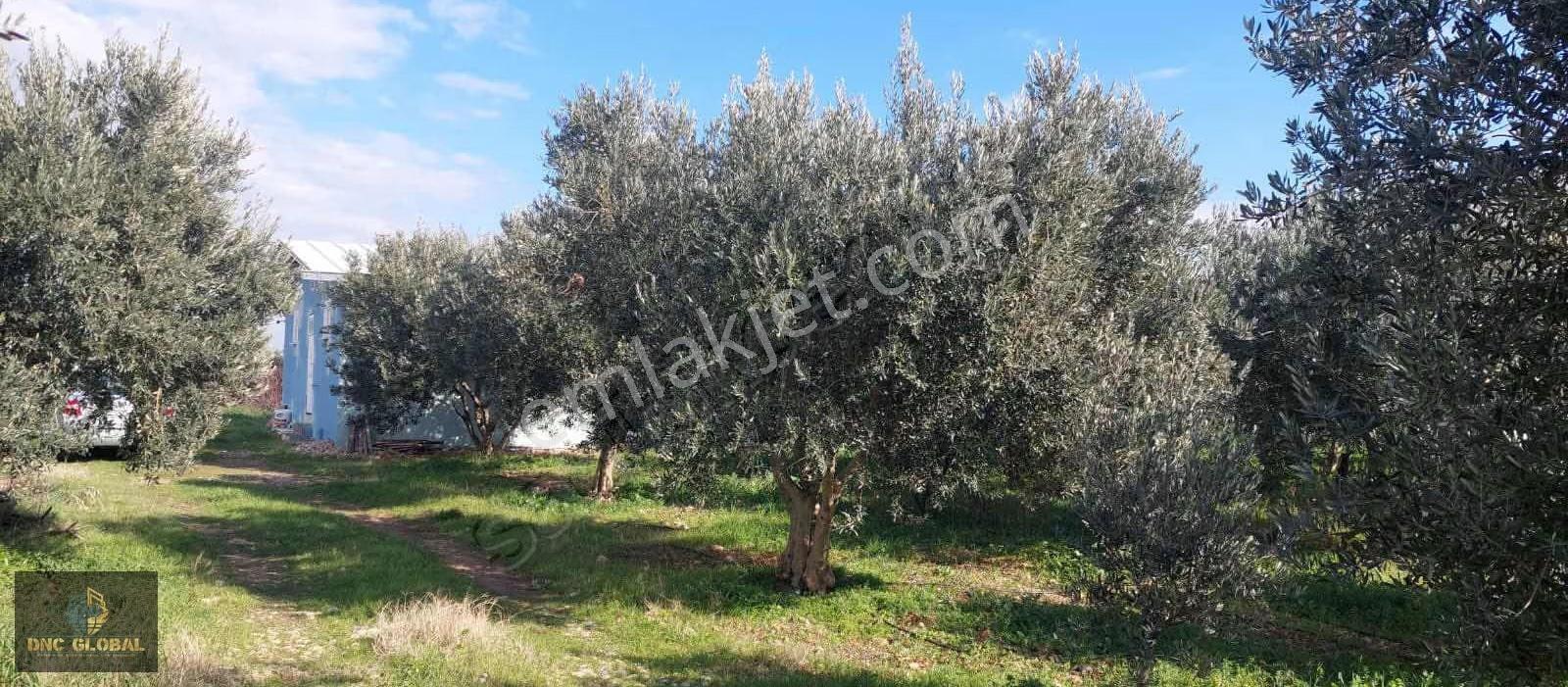 Manisa Sancaklıiğdecik 4 Dönüm Evi İçinde Arazi - Görsel 3