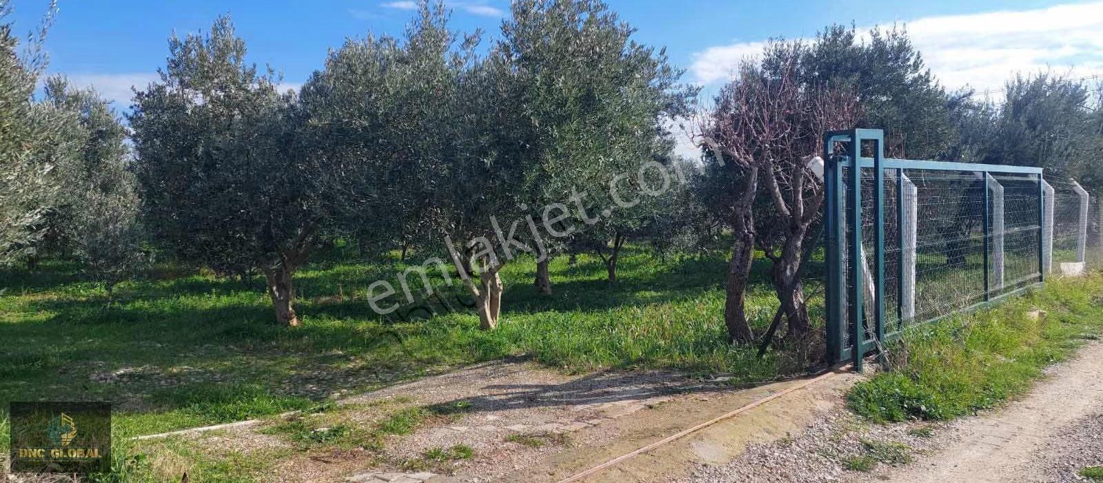 Manisa Sancaklıiğdecik 4 Dönüm Evi İçinde Arazi - Görsel 6