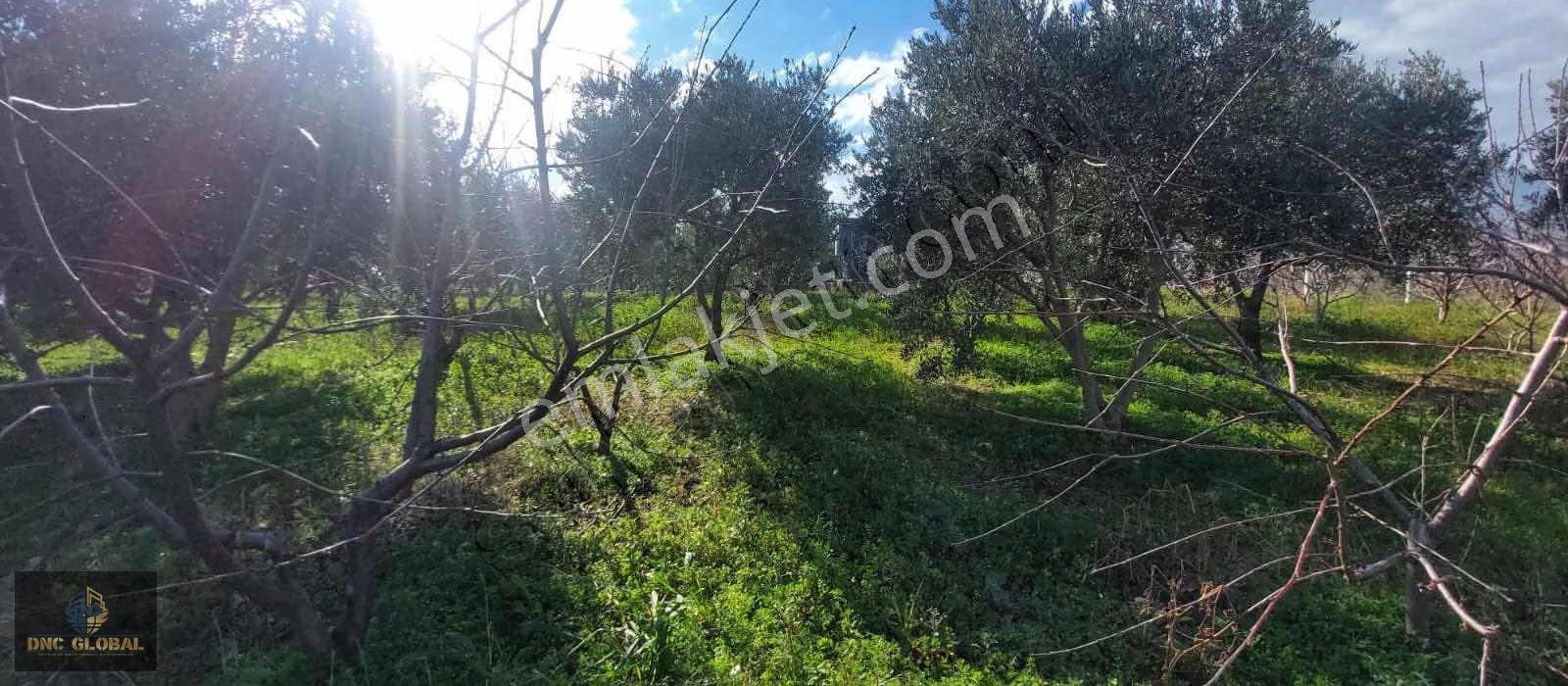 Manisa Sancaklıiğdecik 4 Dönüm Evi İçinde Arazi - Görsel 16