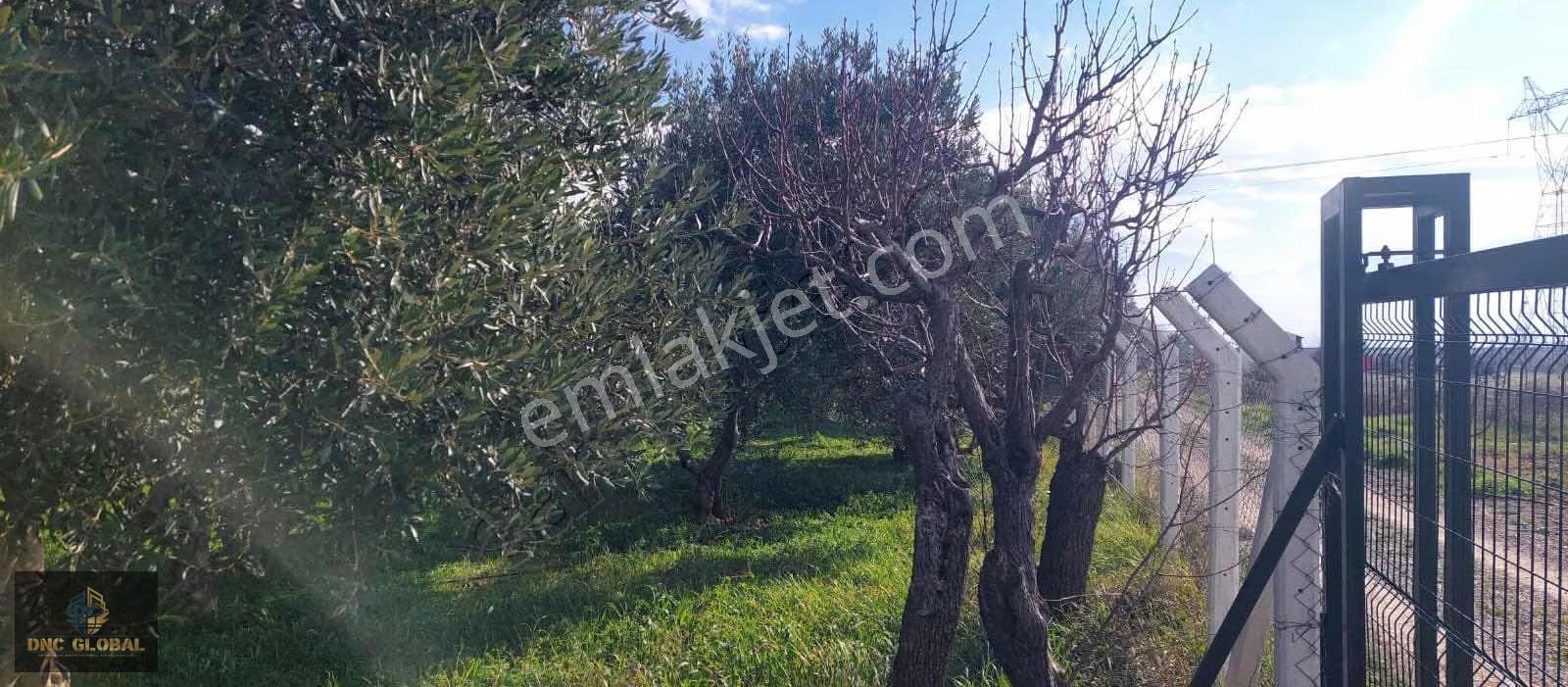 Manisa Sancaklıiğdecik 4 Dönüm Evi İçinde Arazi - Görsel 4
